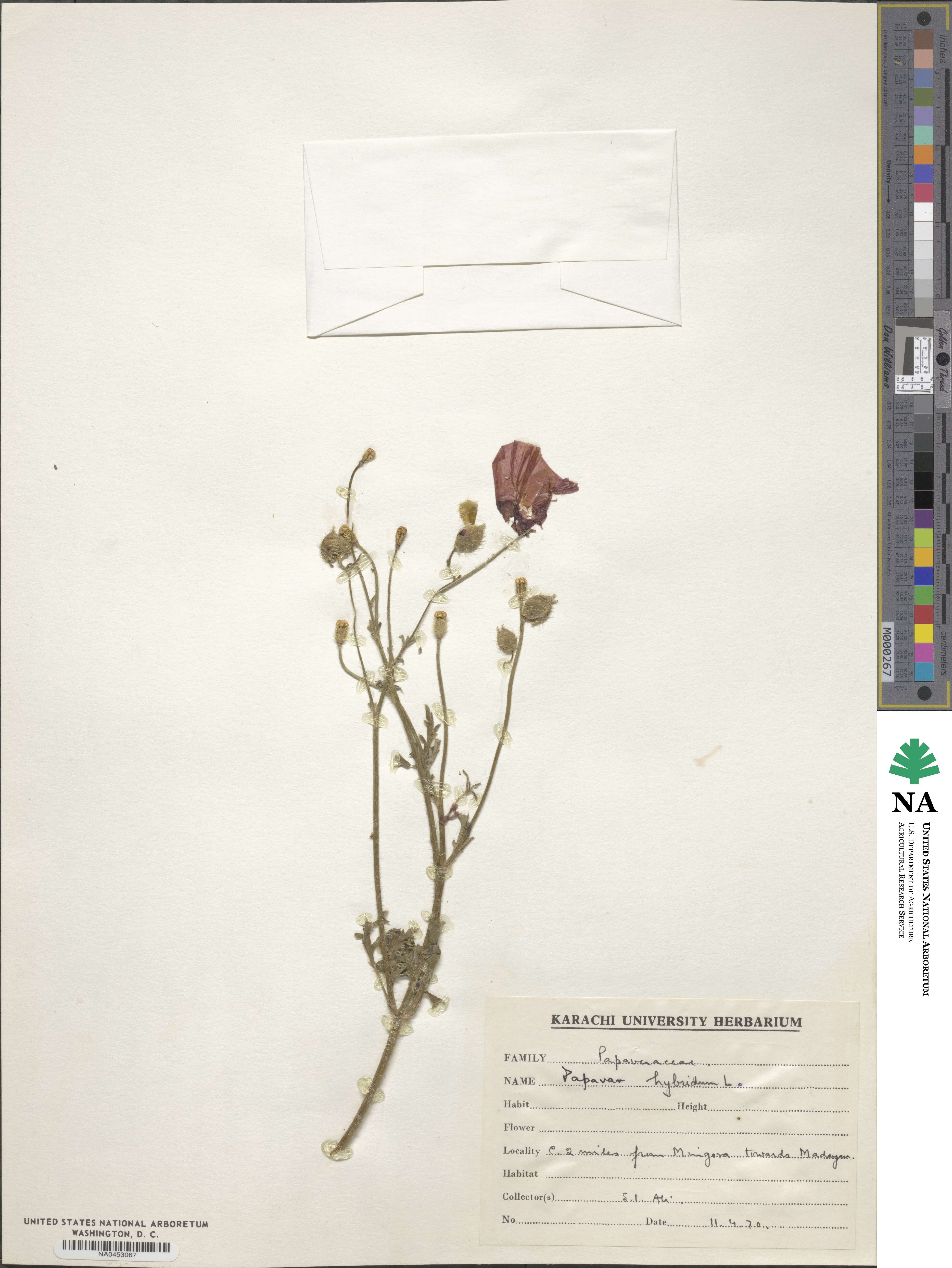 Roemeria image