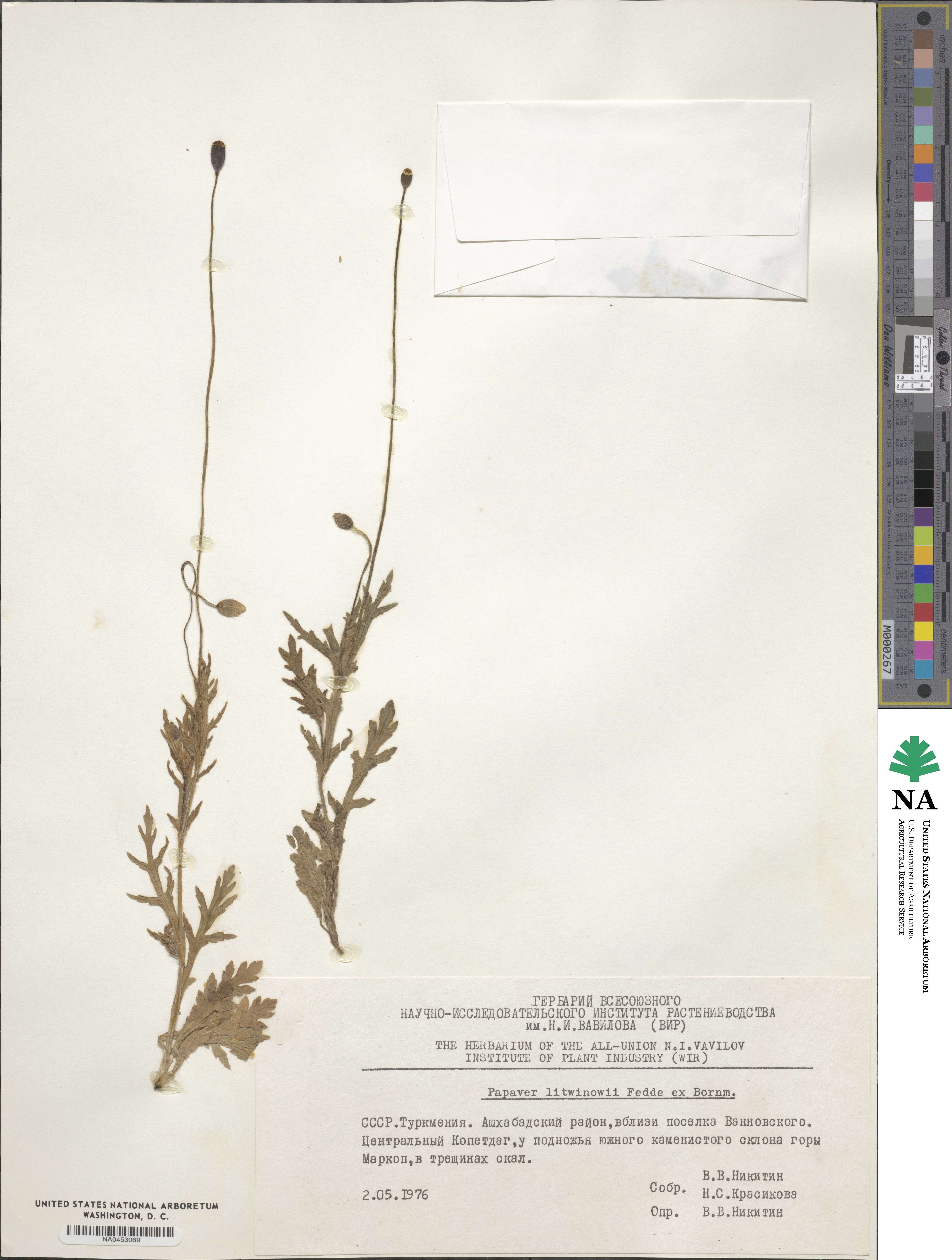 Papaver laevigatum image