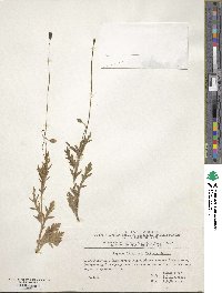 Papaver laevigatum image