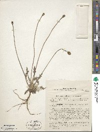 Papaver nudicaule image
