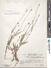 Image of Roemeria ocellata