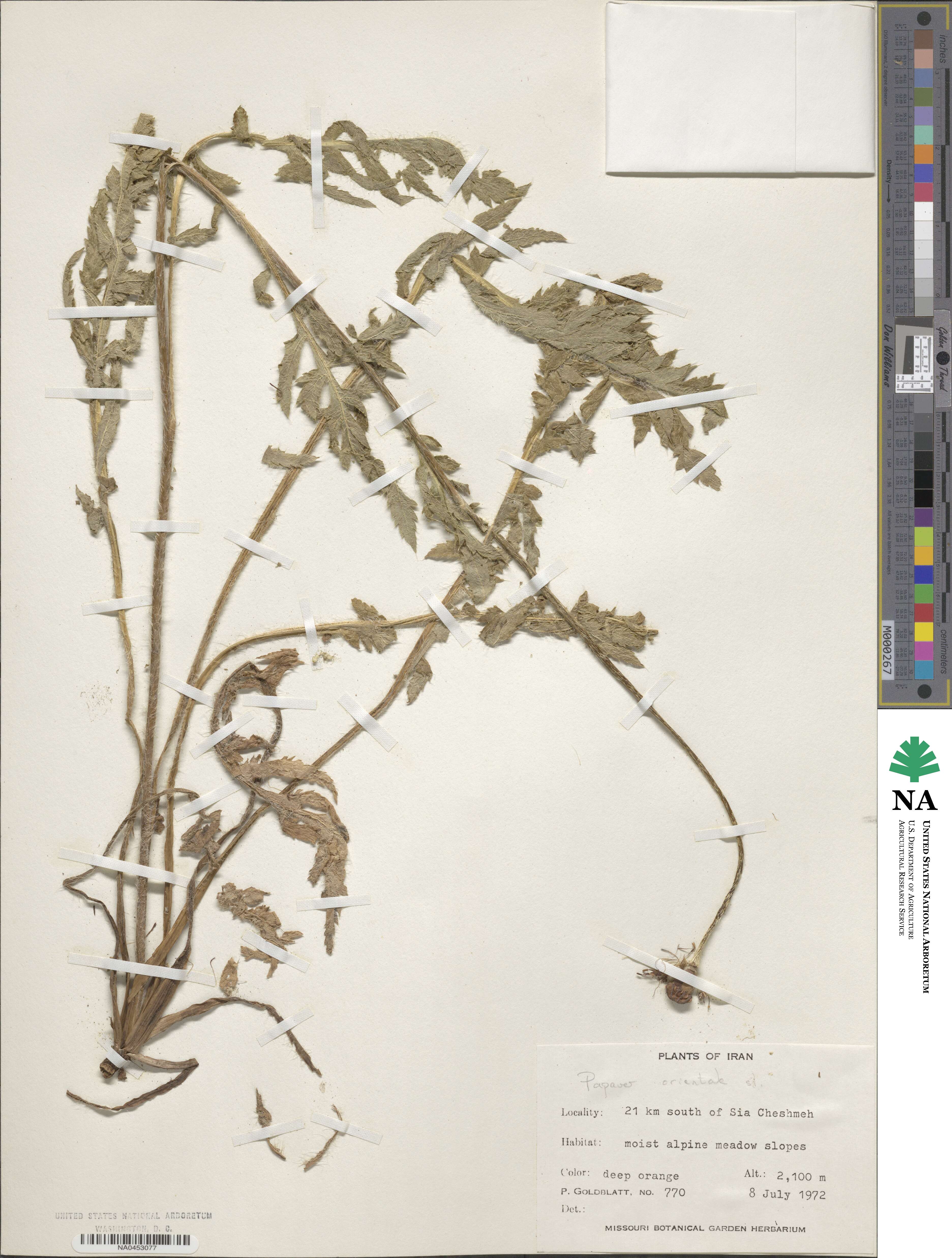 Papaver orientale image