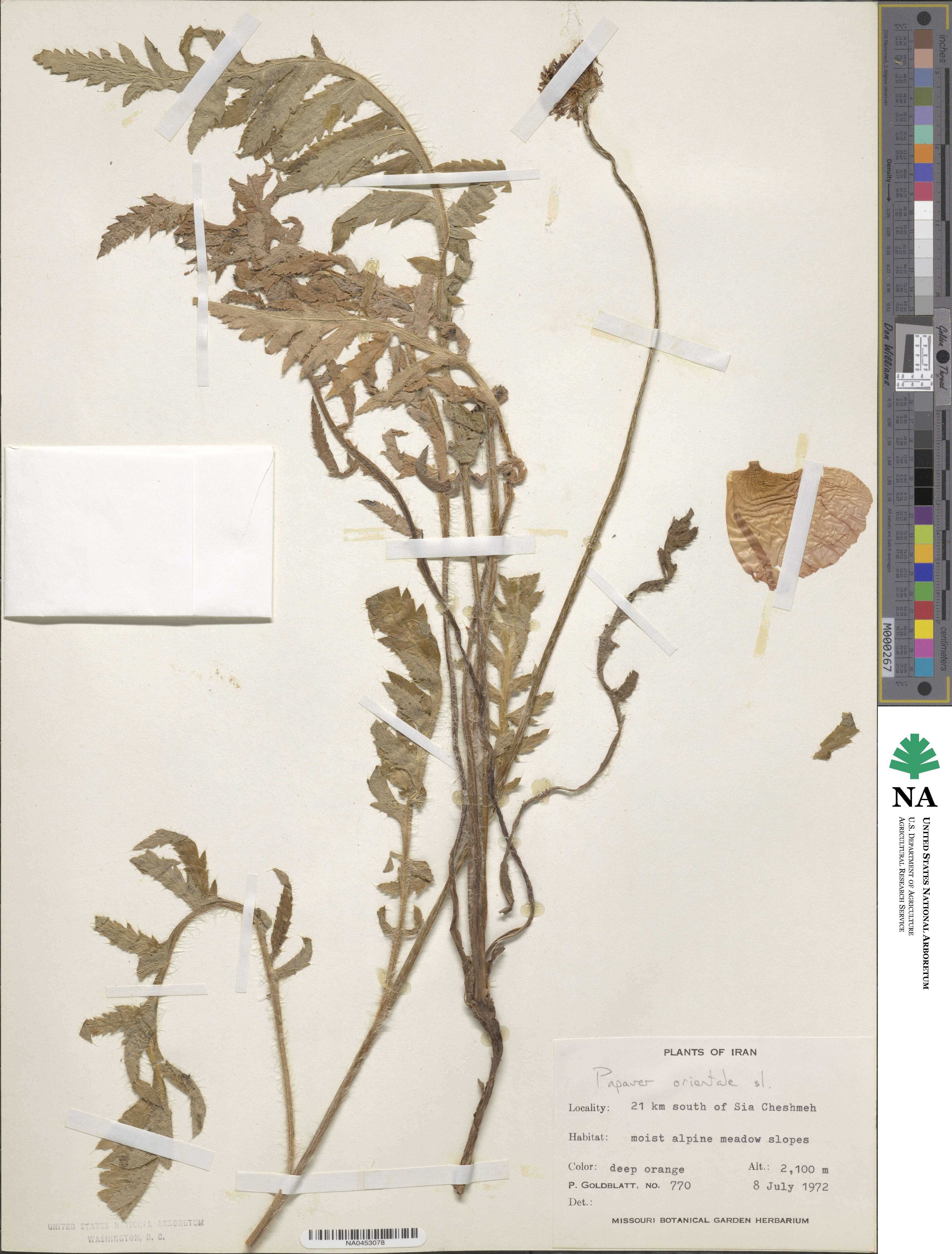 Papaver orientale image