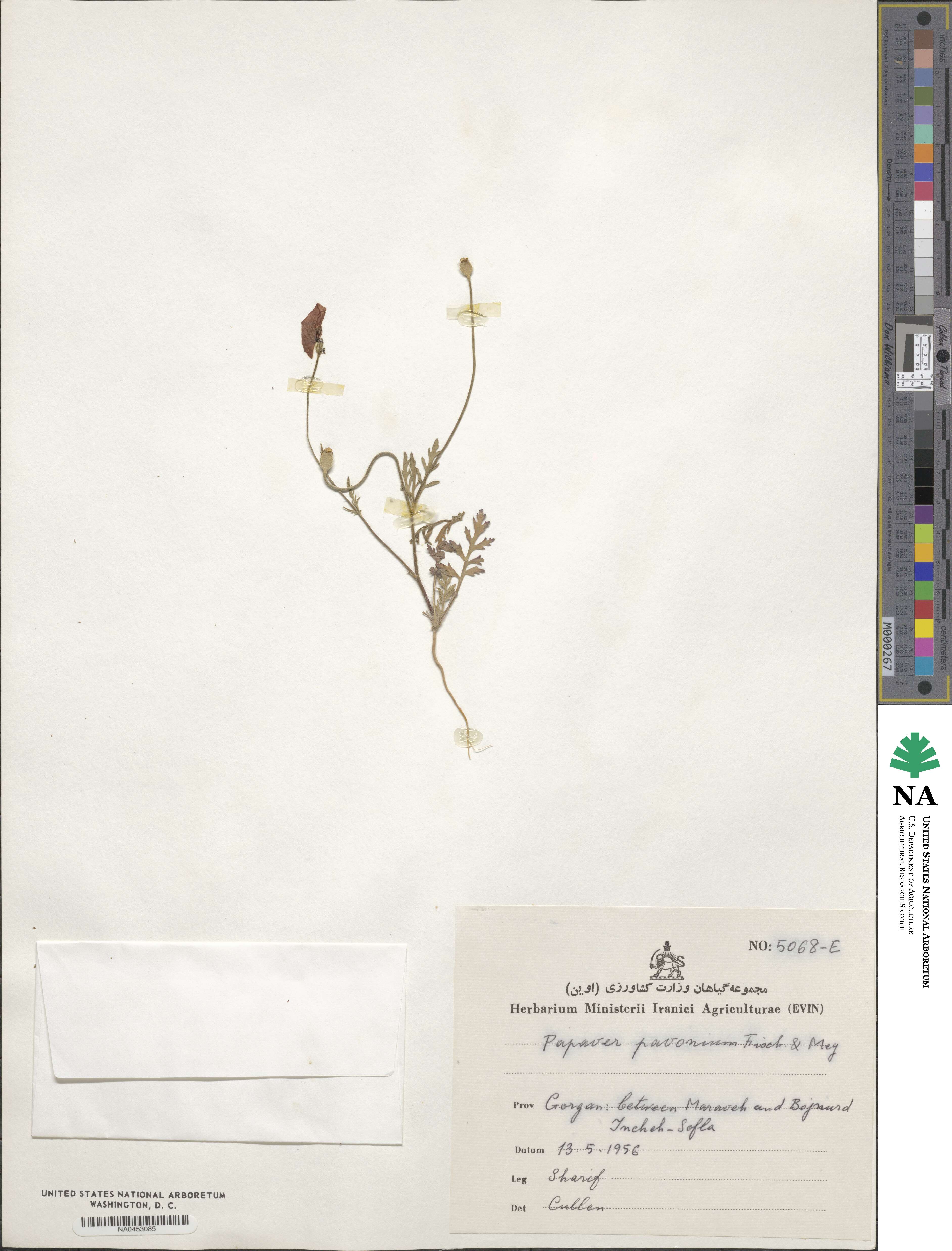 Papaver pavoninum image