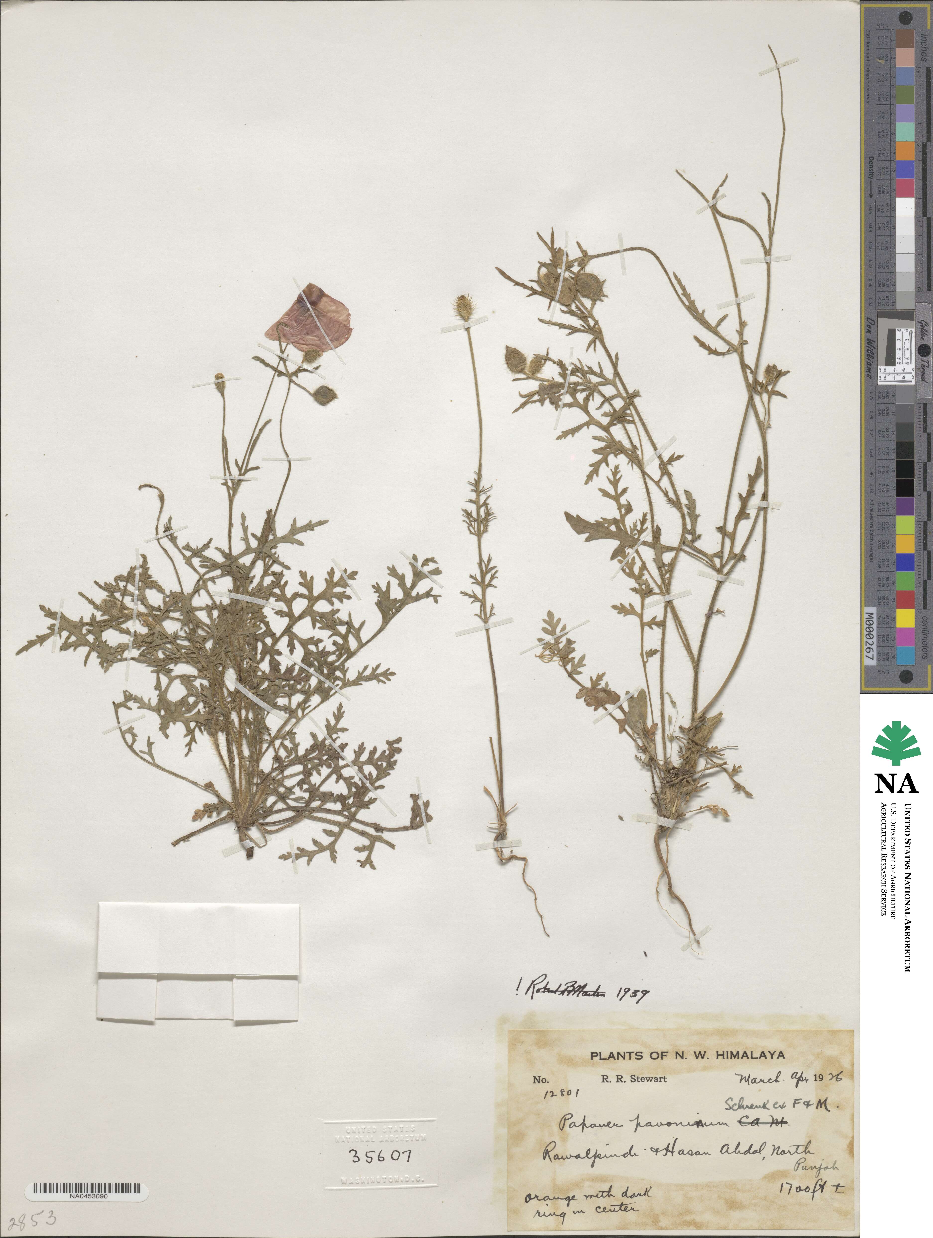Papaver pavoninum image