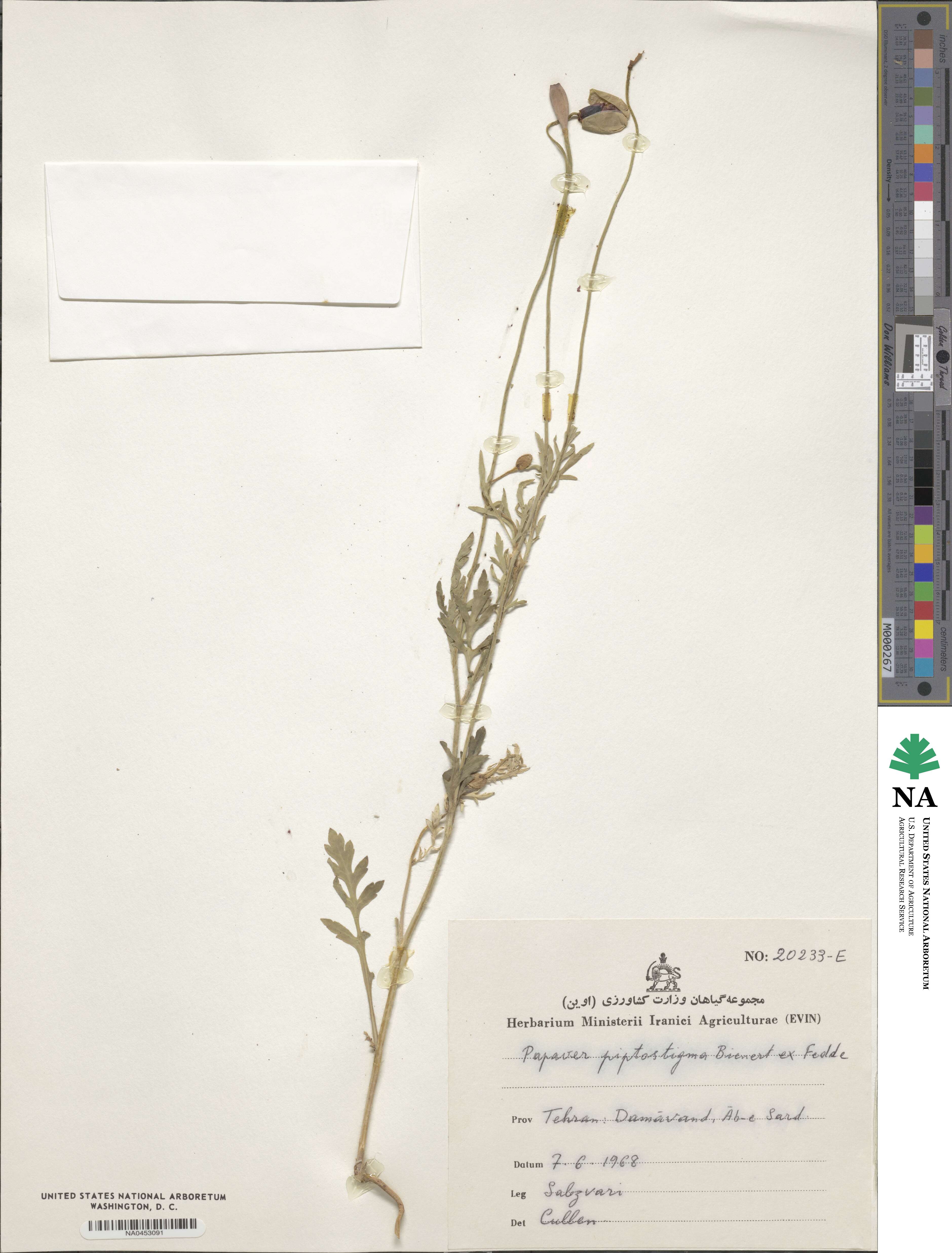 Papaver piptostigma image