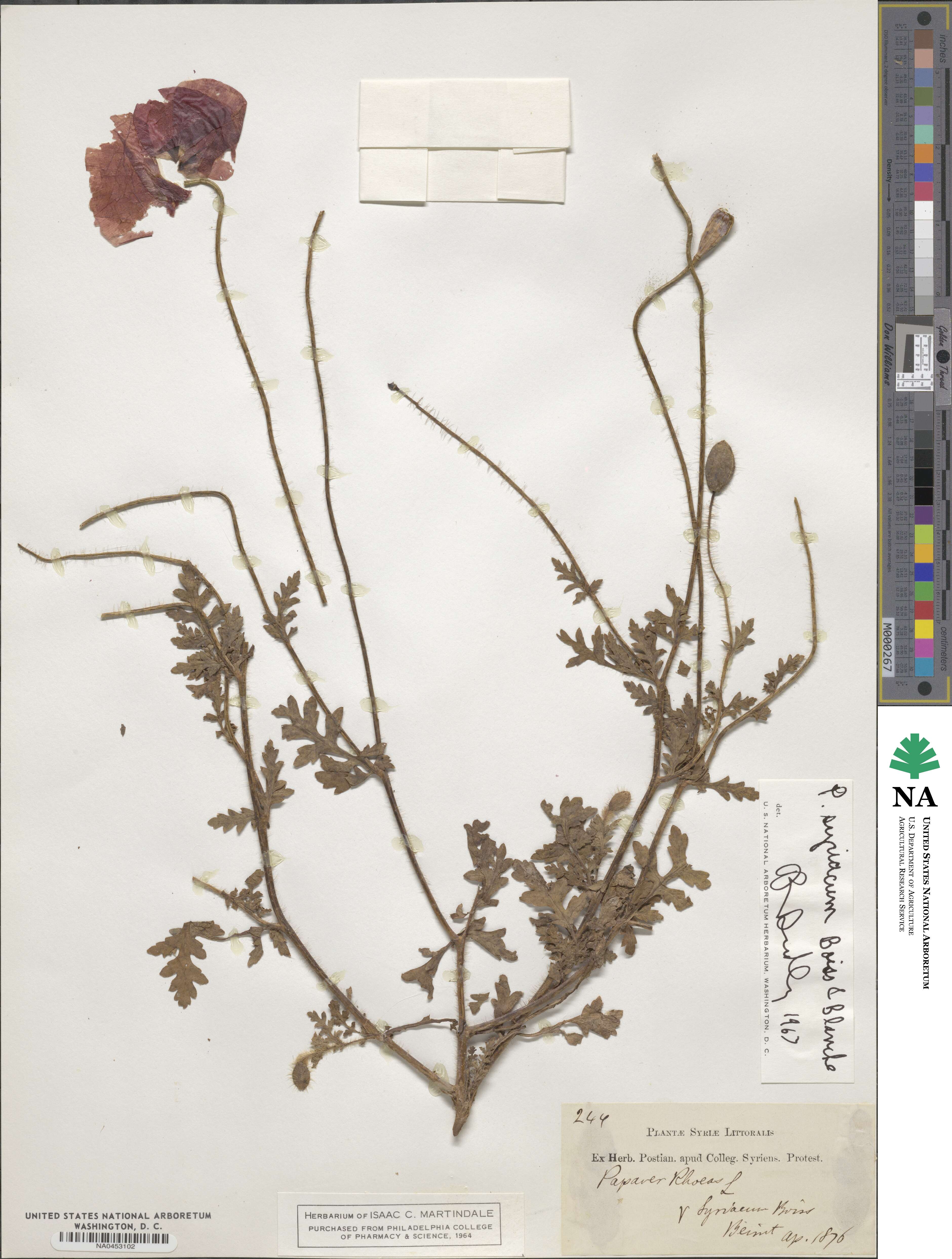 Papaver umbonatum image