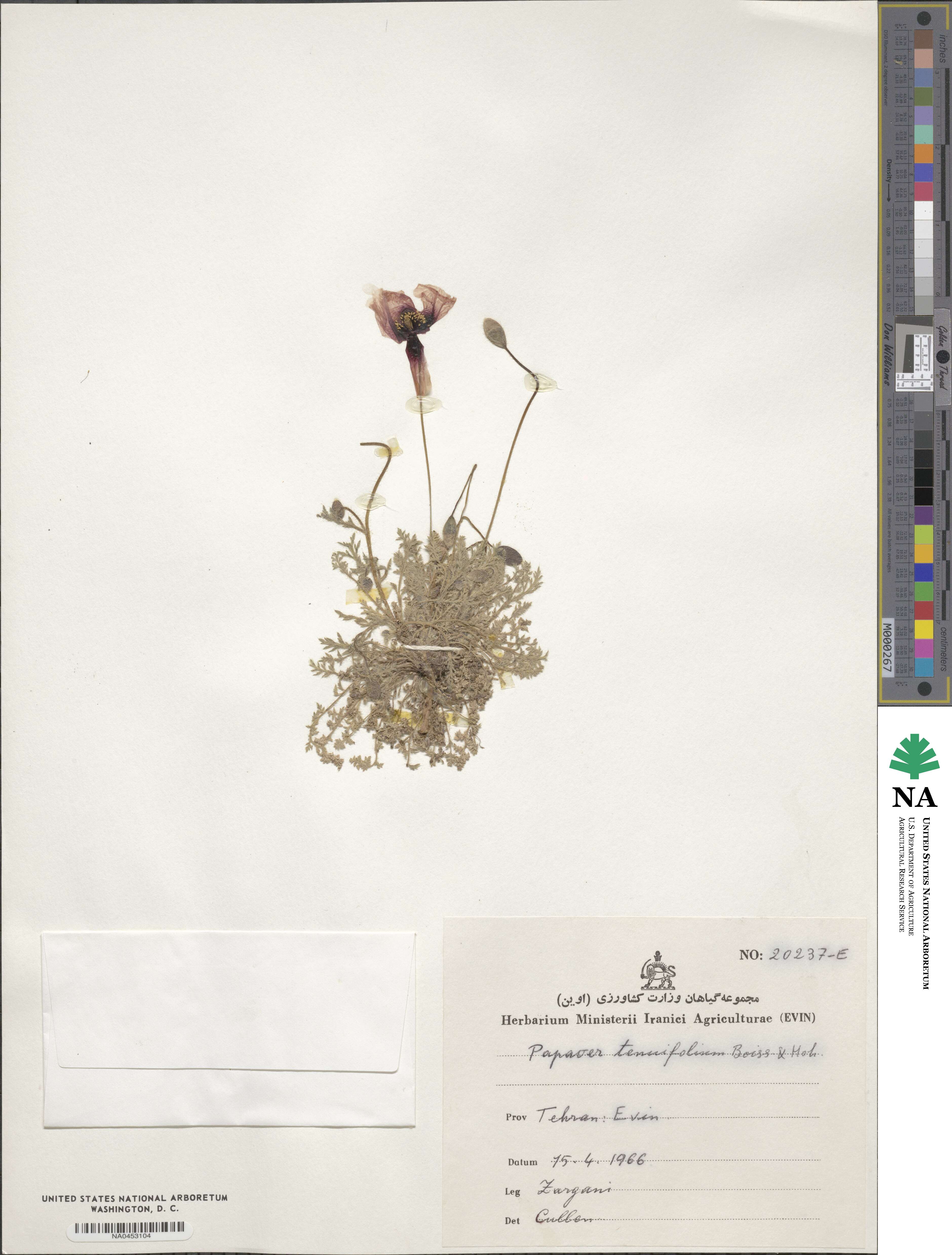 Papaver image