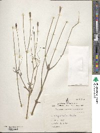 Image of Papaver armeniacum