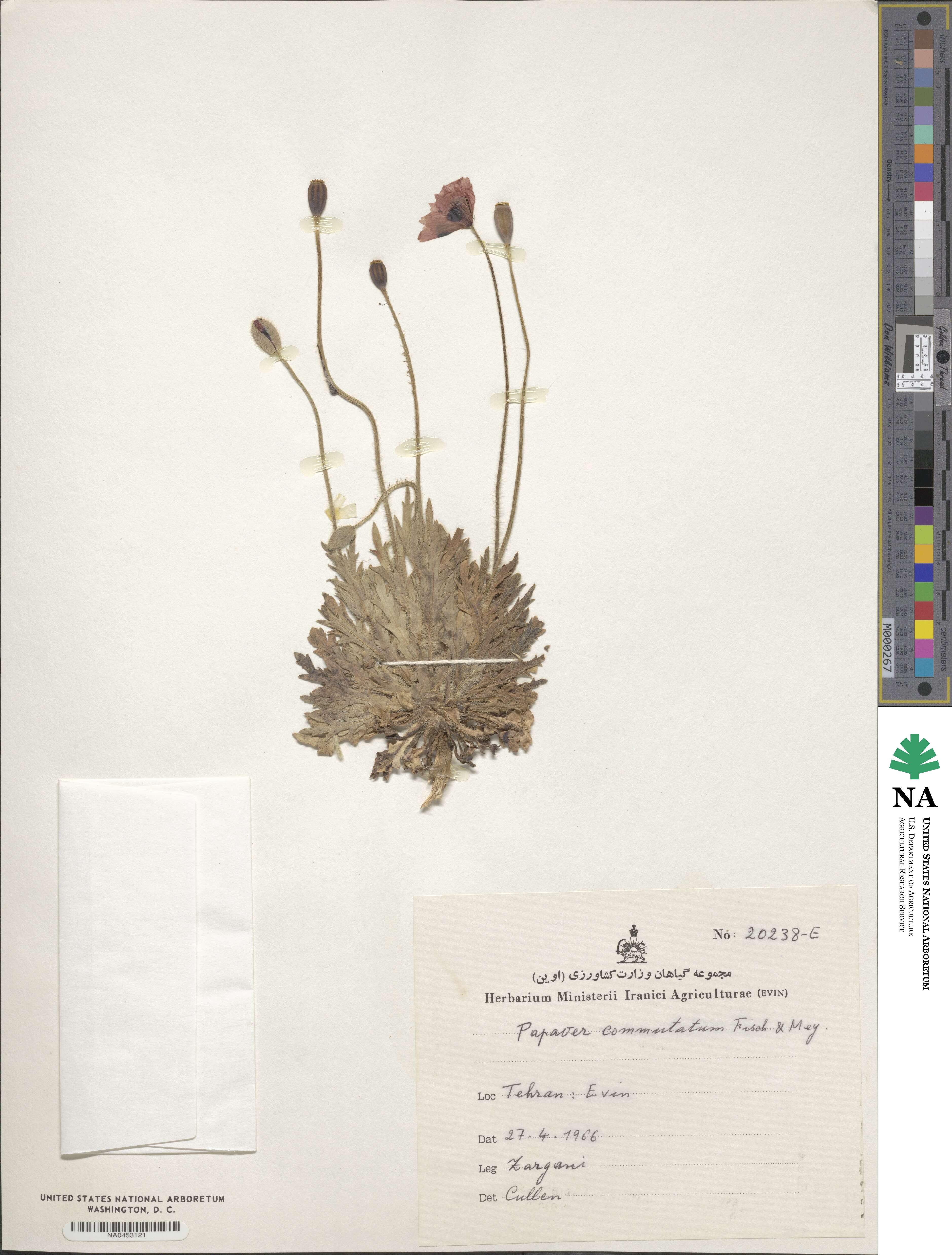 Papaver commutatum image