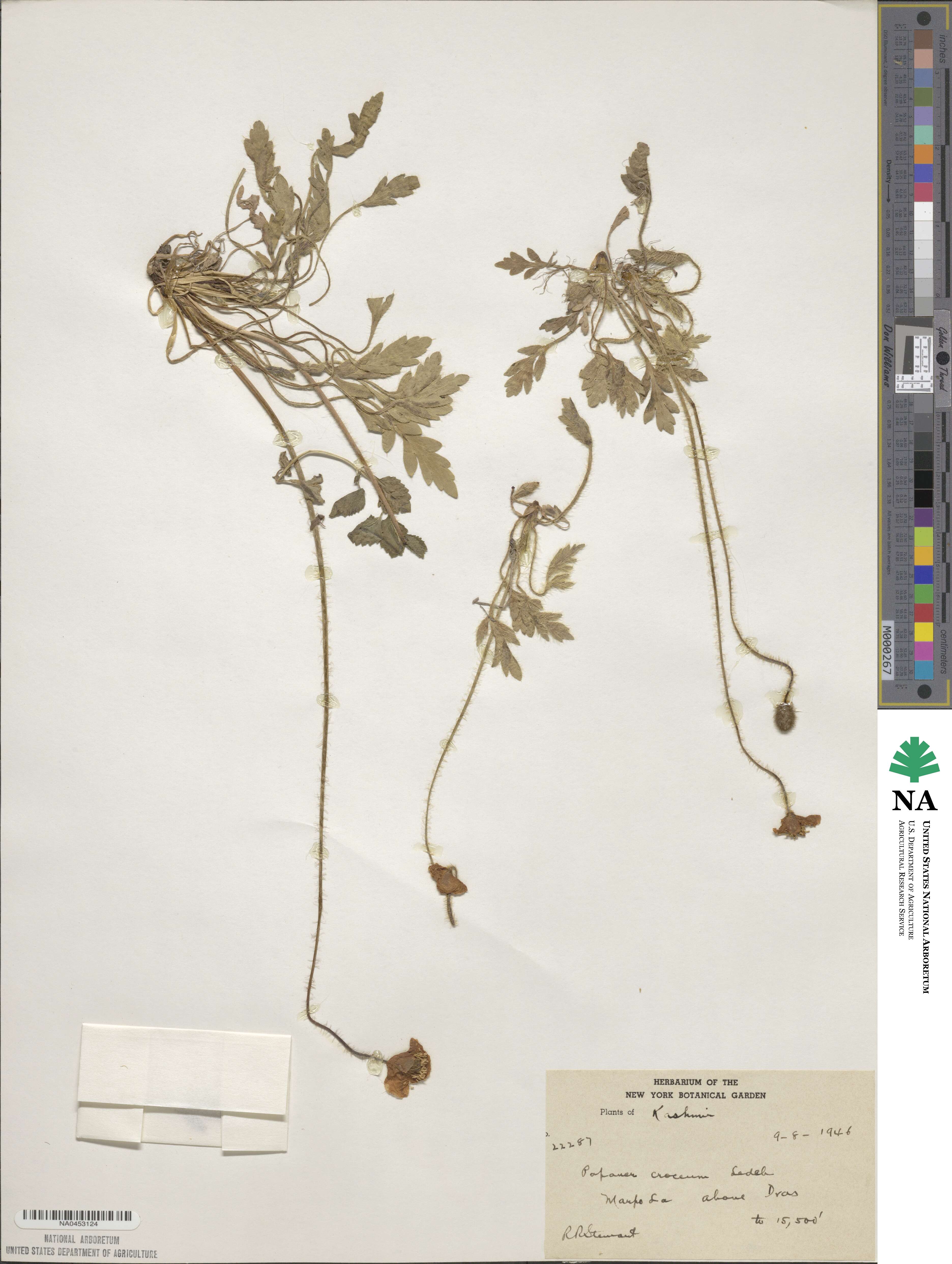 Papaver croceum image