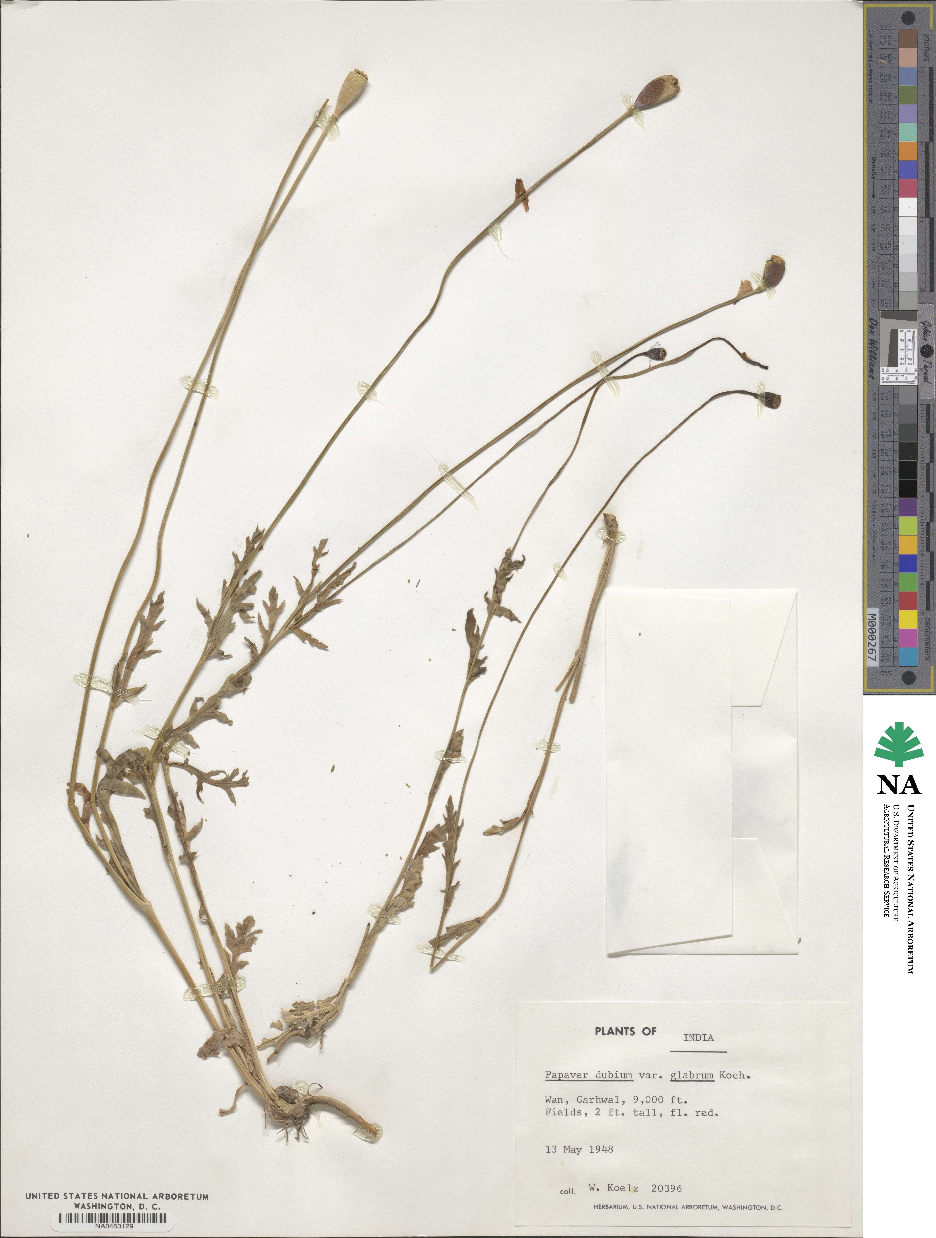 Papaver dubium subsp. dubium image