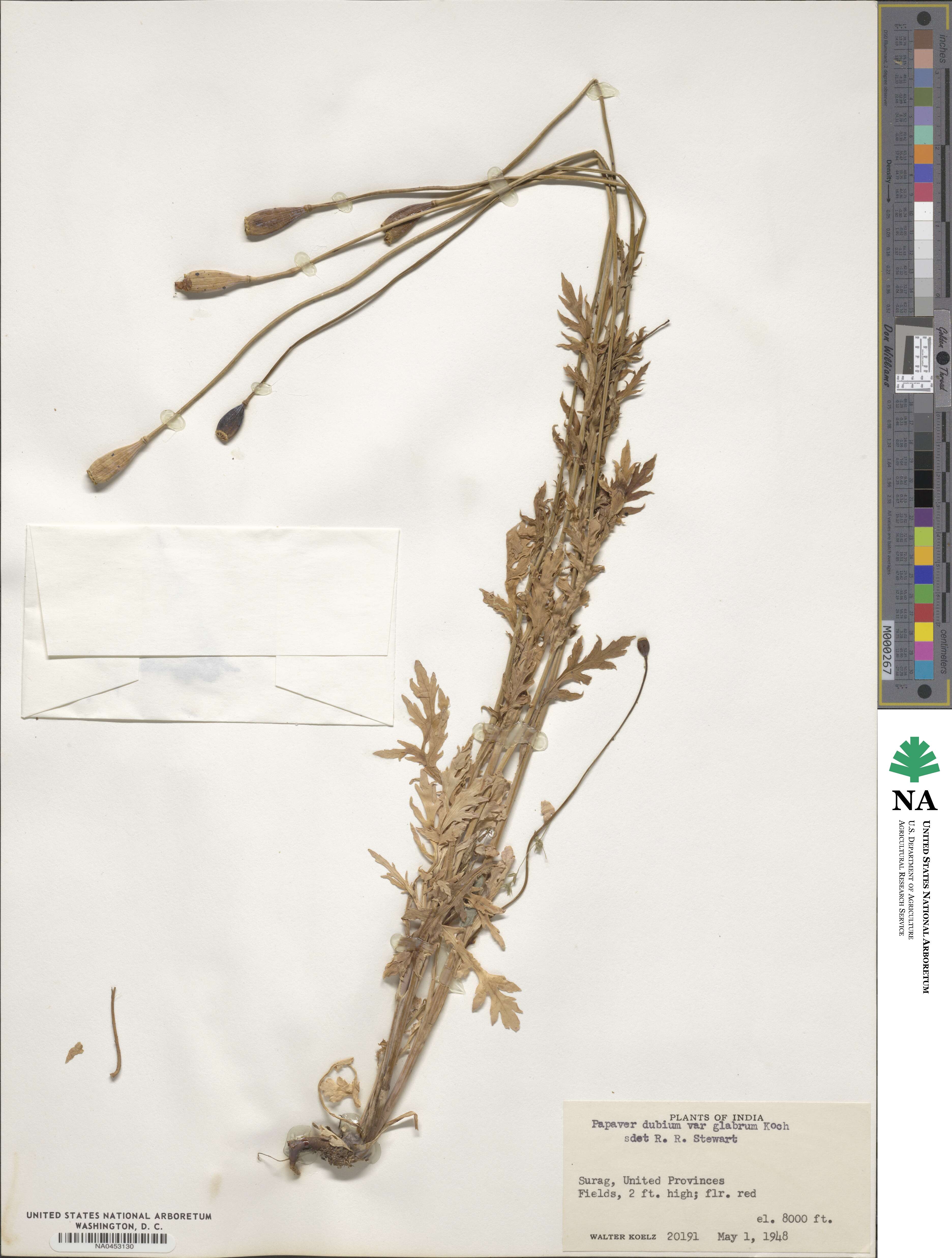 Papaver dubium subsp. dubium image