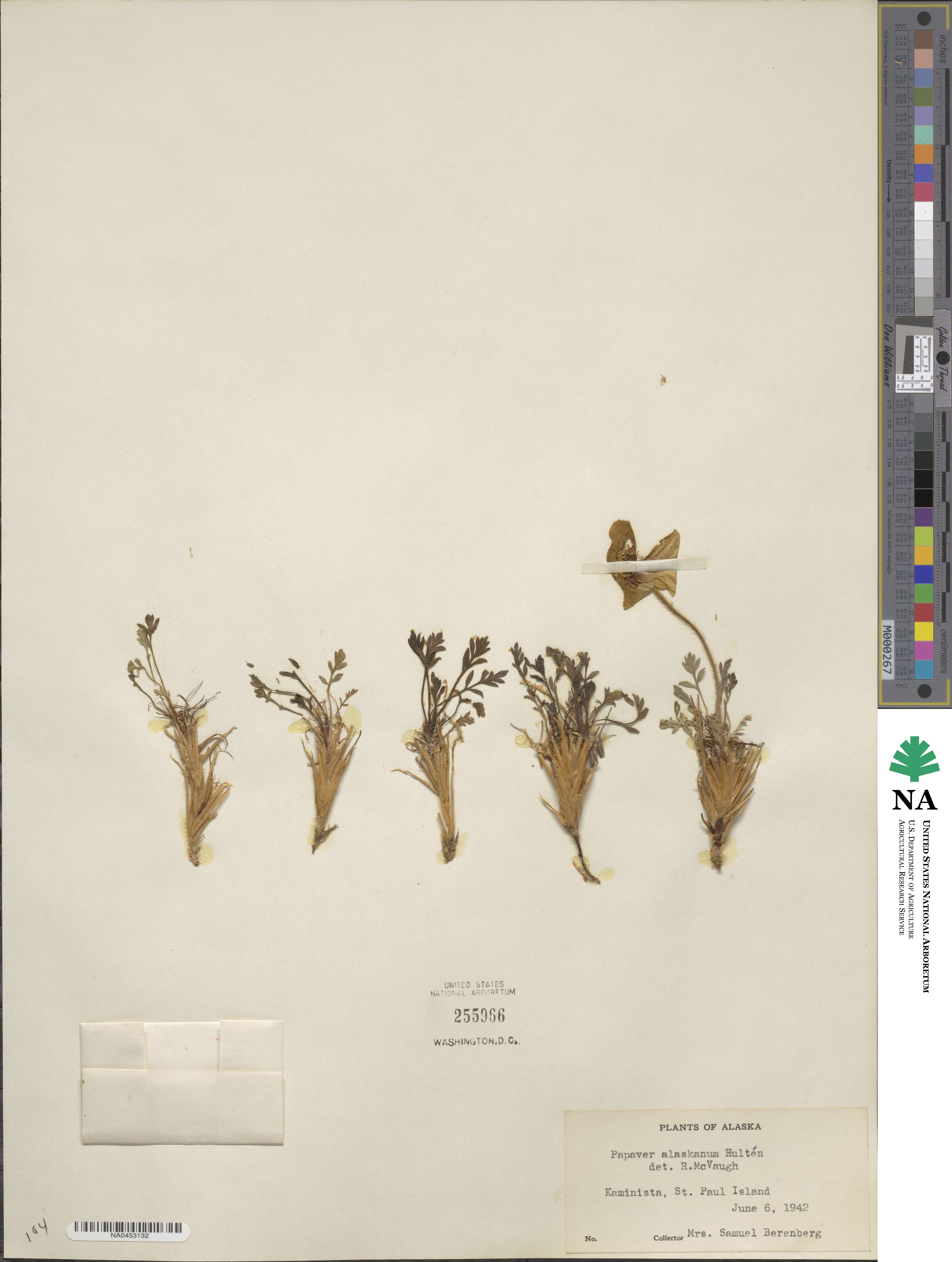 Papaver radicatum image