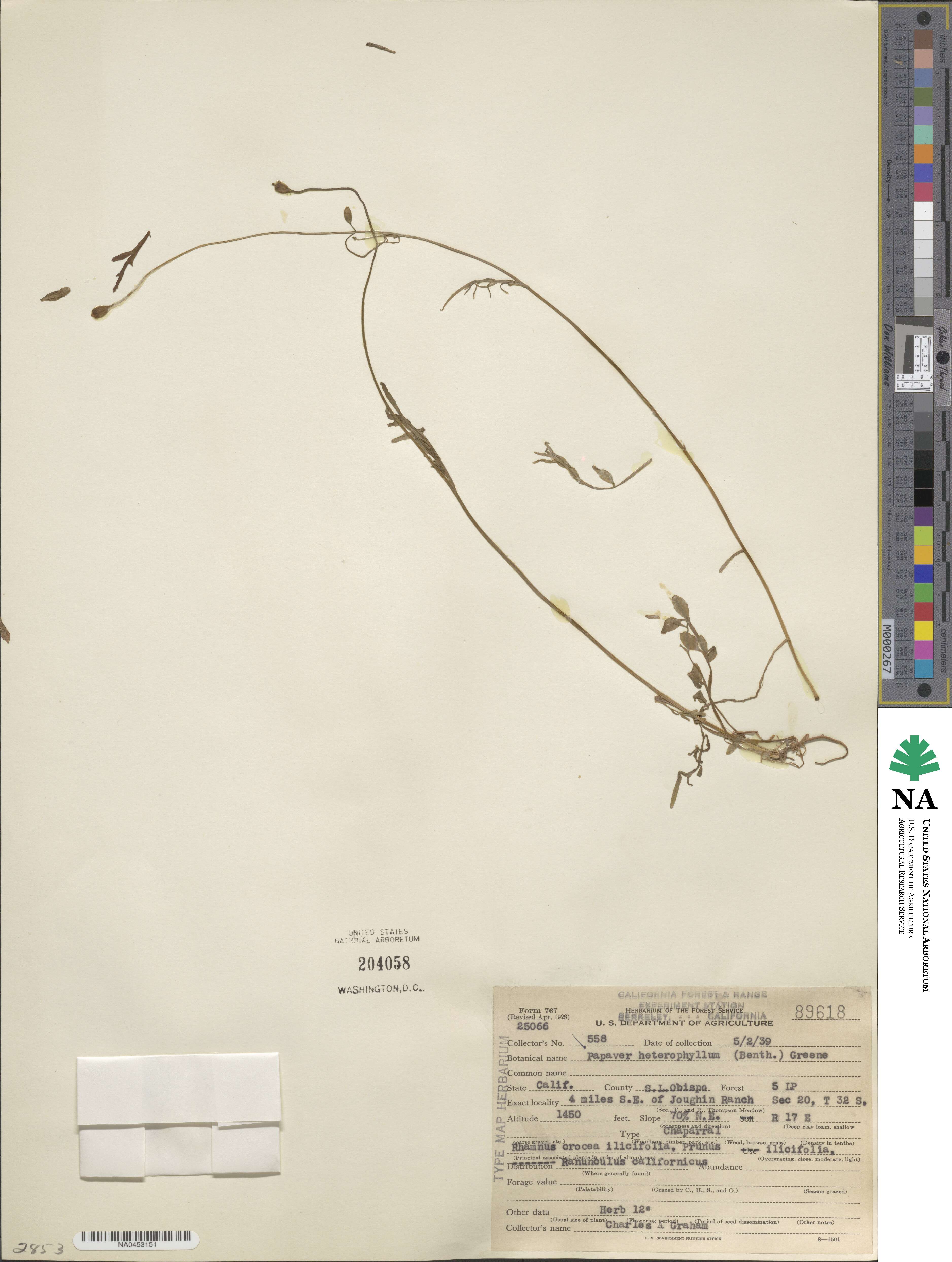 Stylomecon heterophylla image