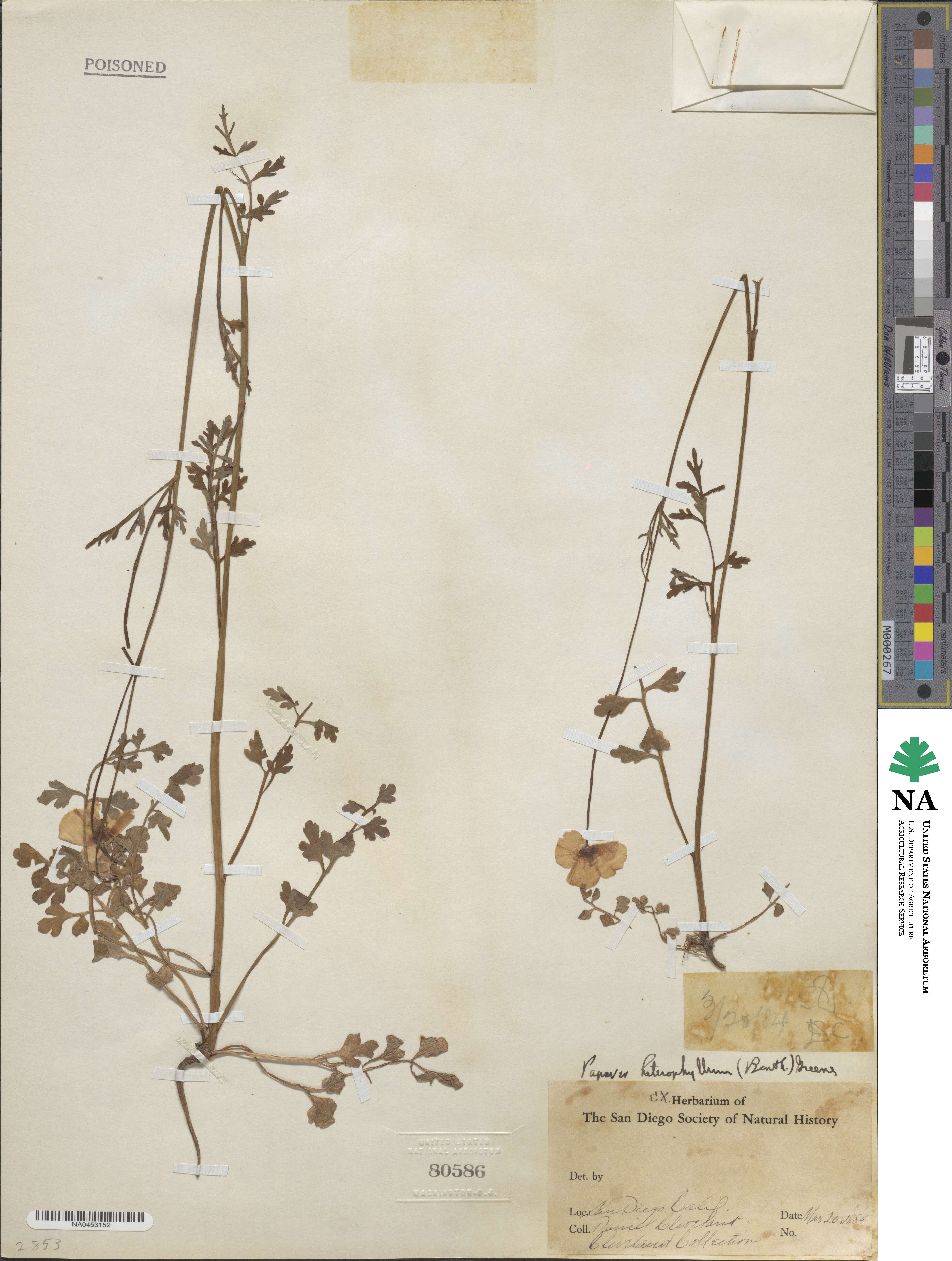 Stylomecon heterophylla image