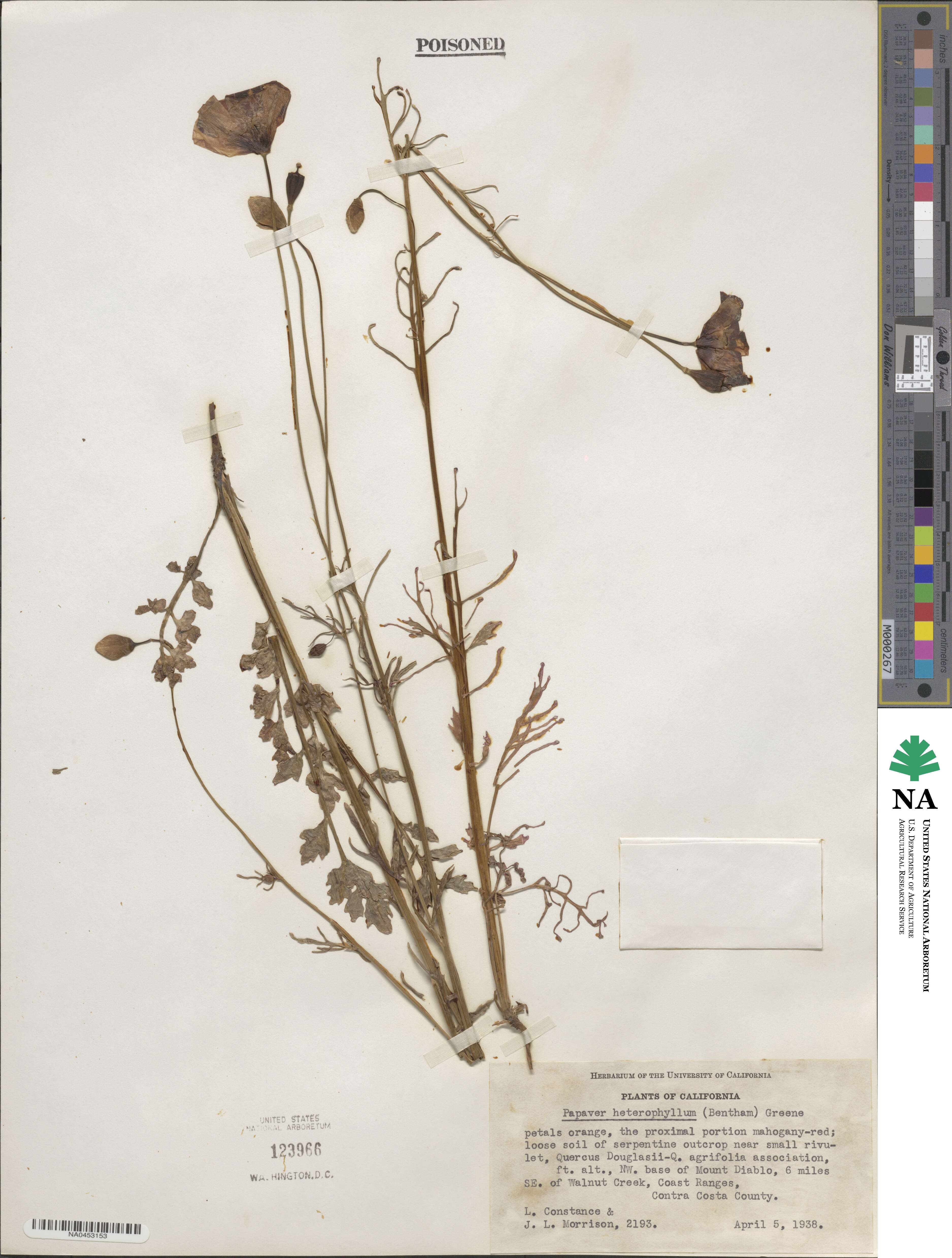 Stylomecon heterophylla image