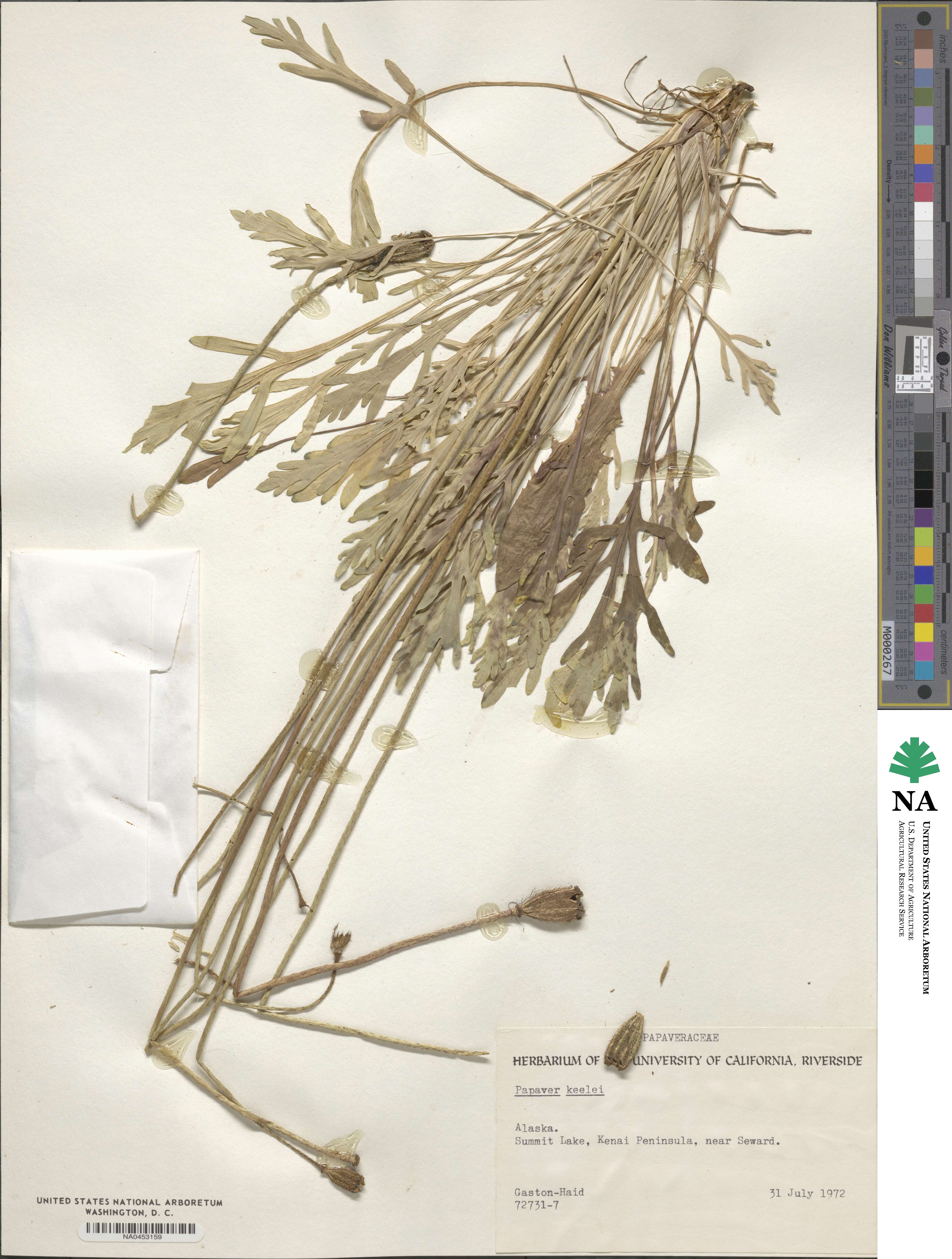 Papaver macounii subsp. discolor image