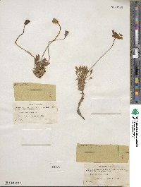 Papaver nudicaule image