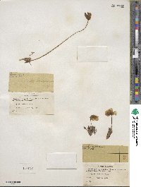 Papaver nudicaule image
