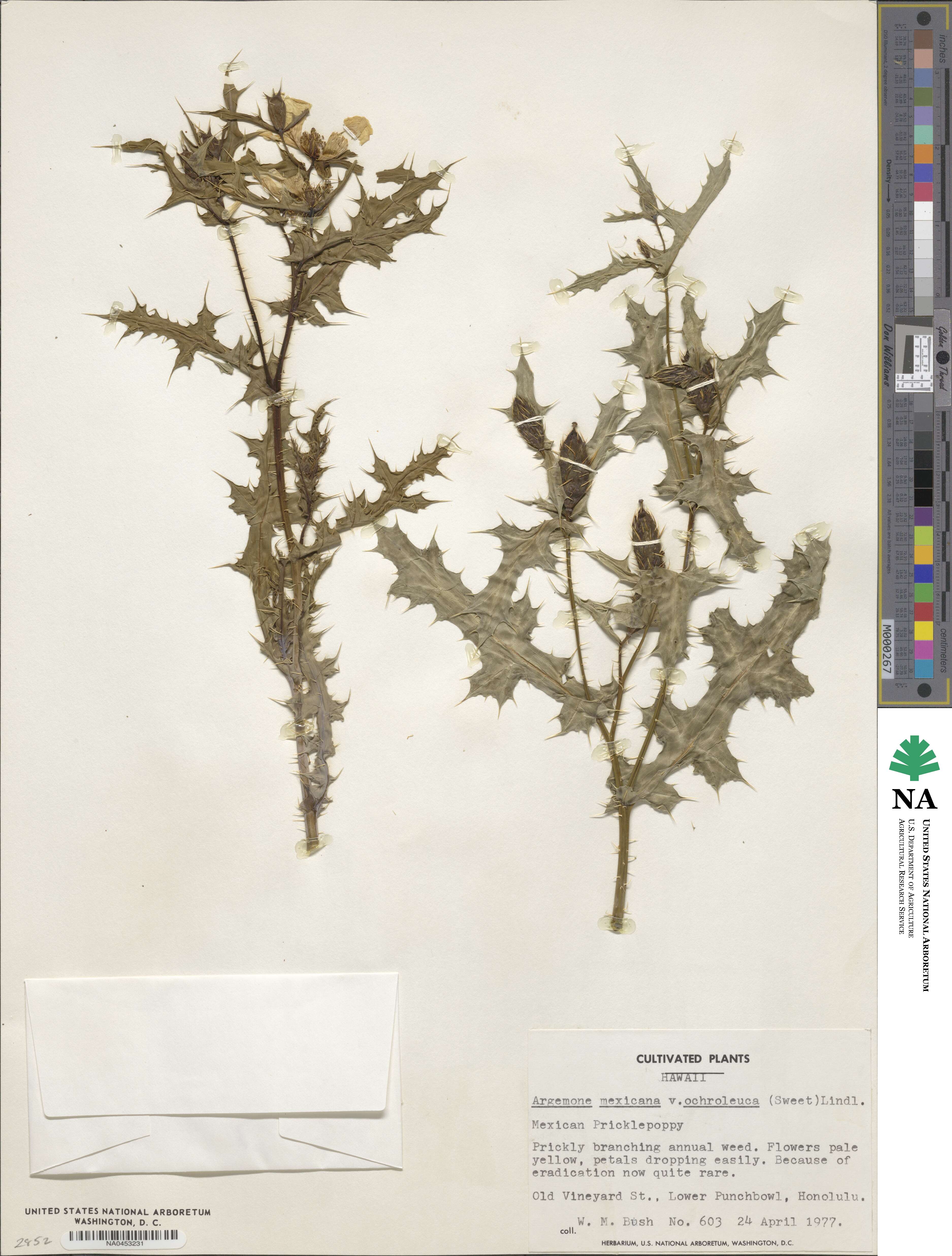 Argemone ochroleuca subsp. ochroleuca image