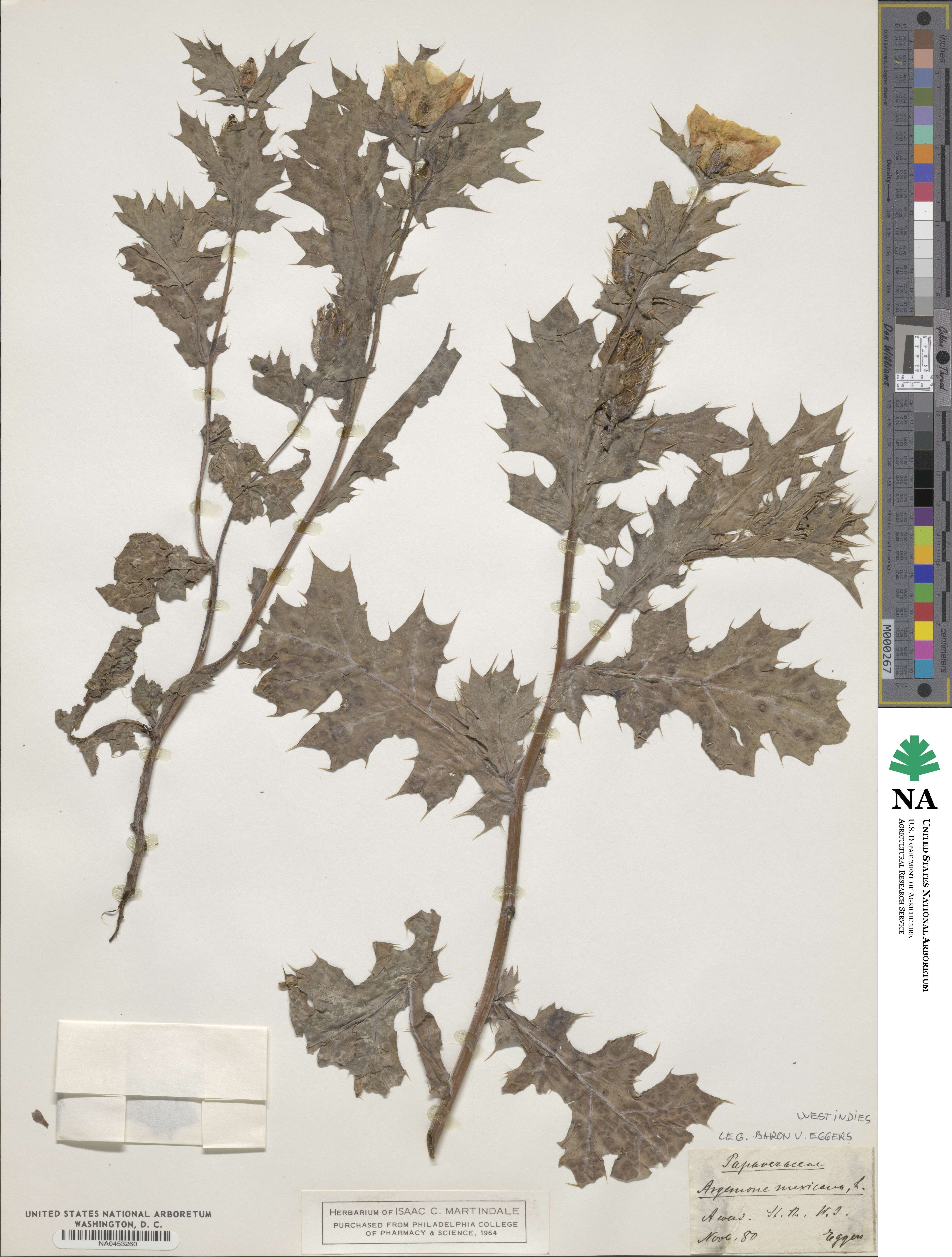 Argemone mexicana image