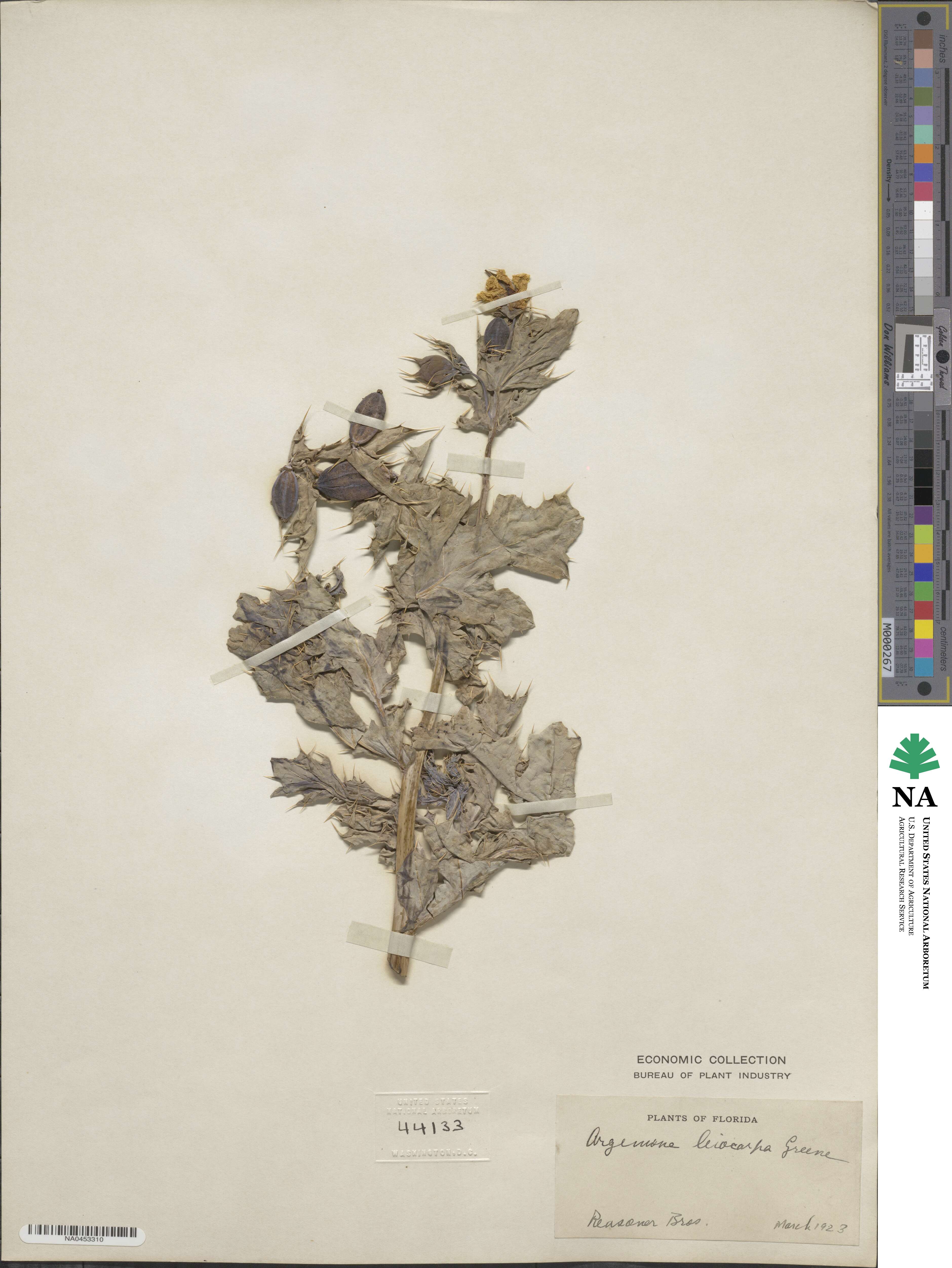 Argemone mexicana image