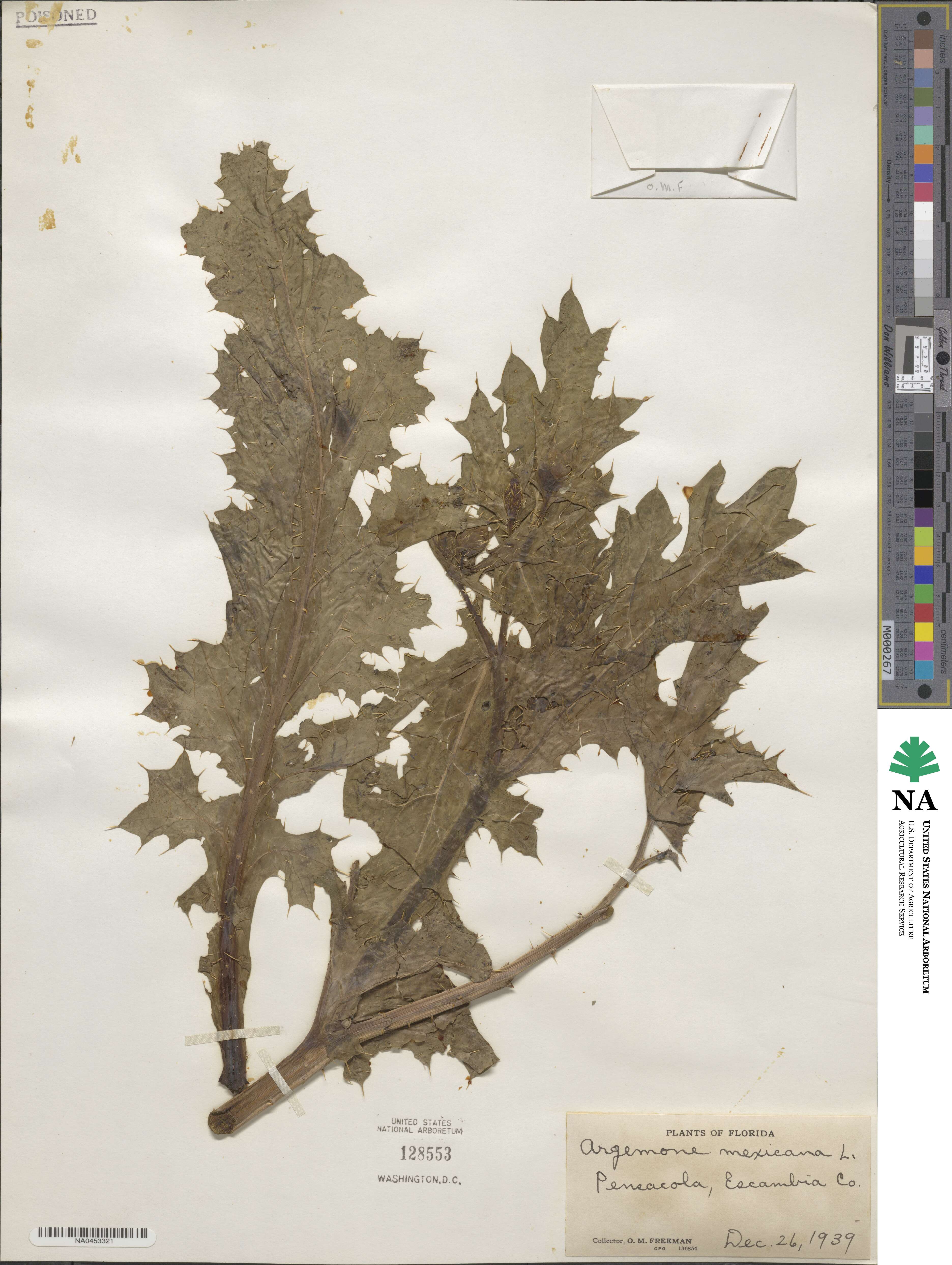 Argemone mexicana image