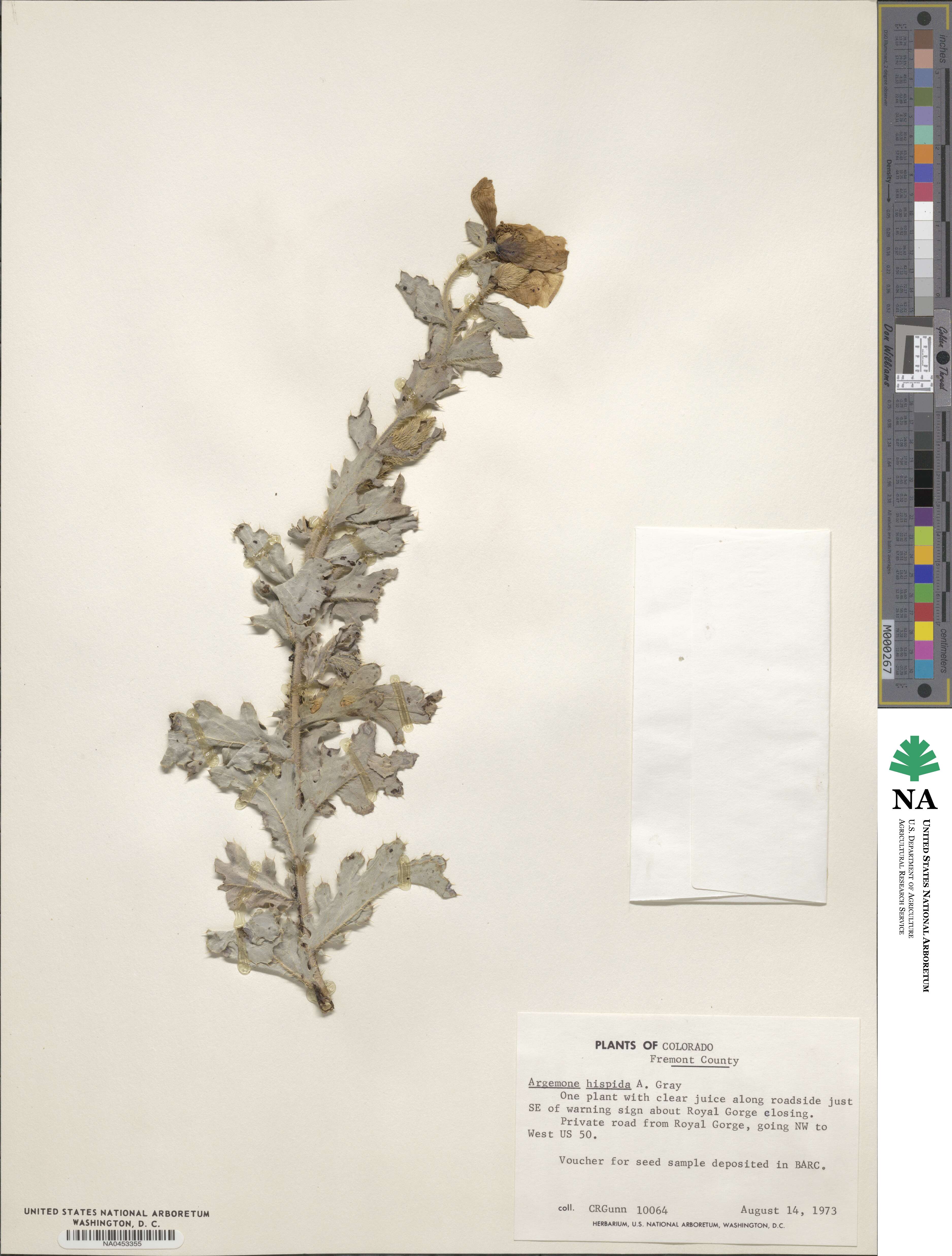 Argemone hispida image