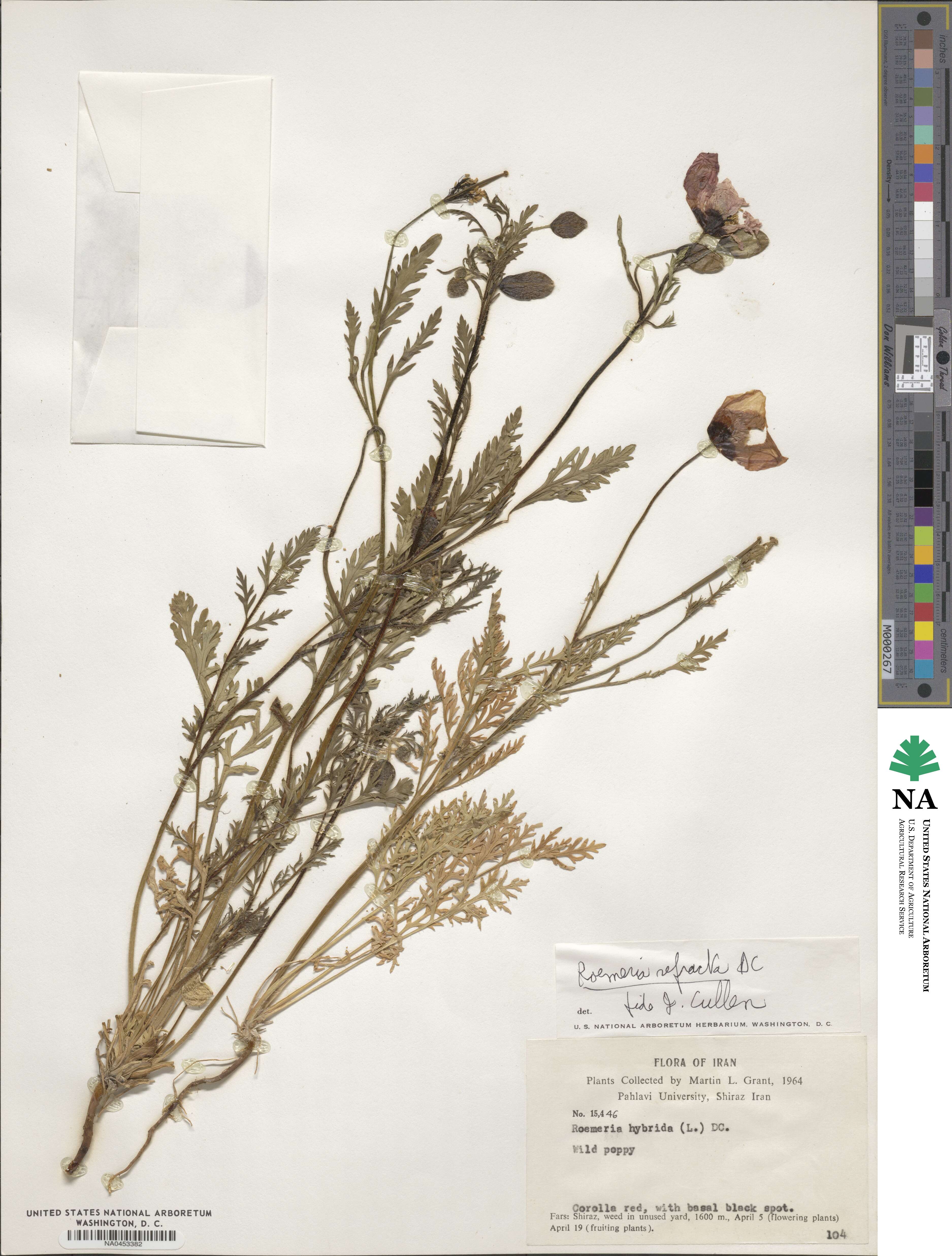 Roemeria refracta image