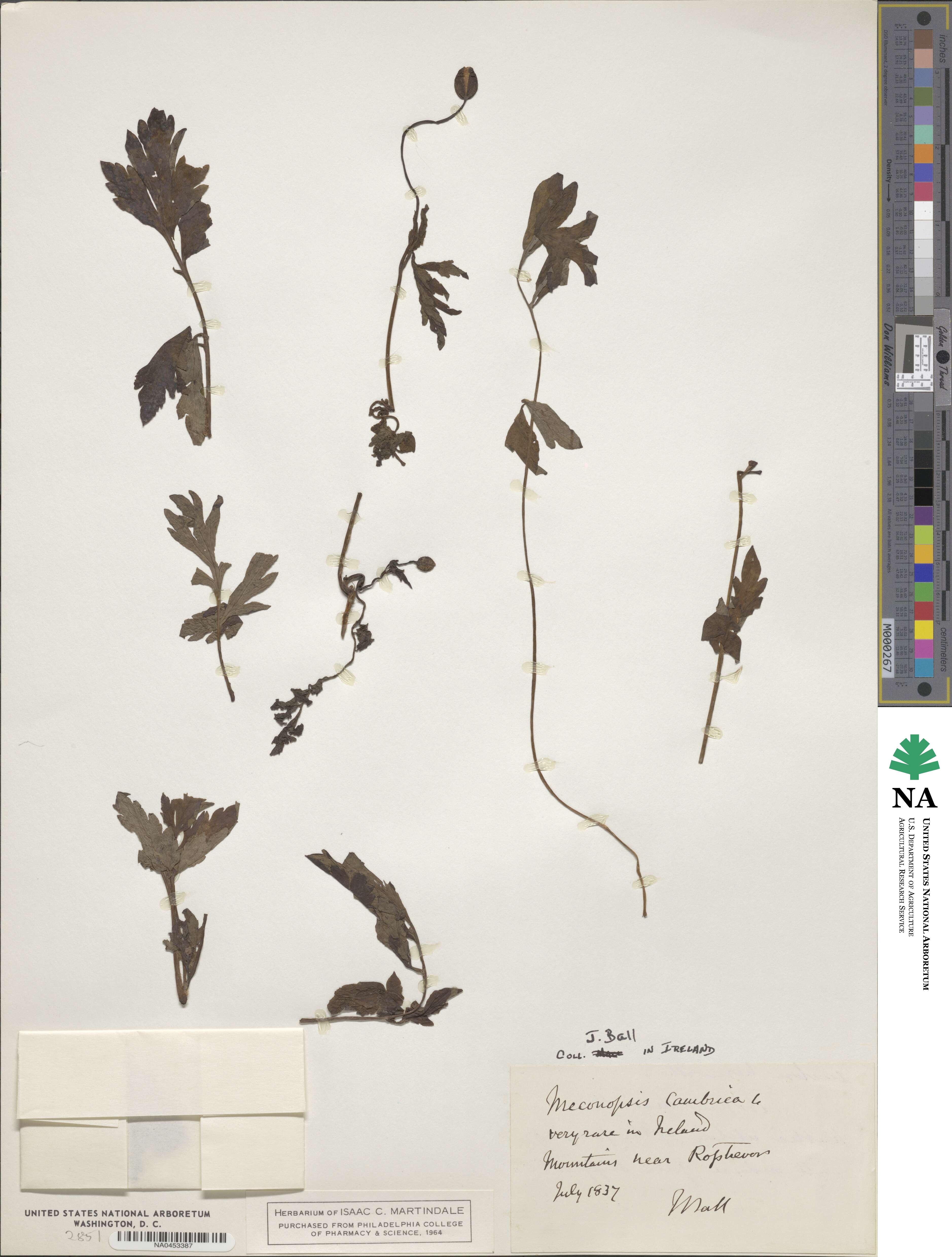 Papaver cambricum image