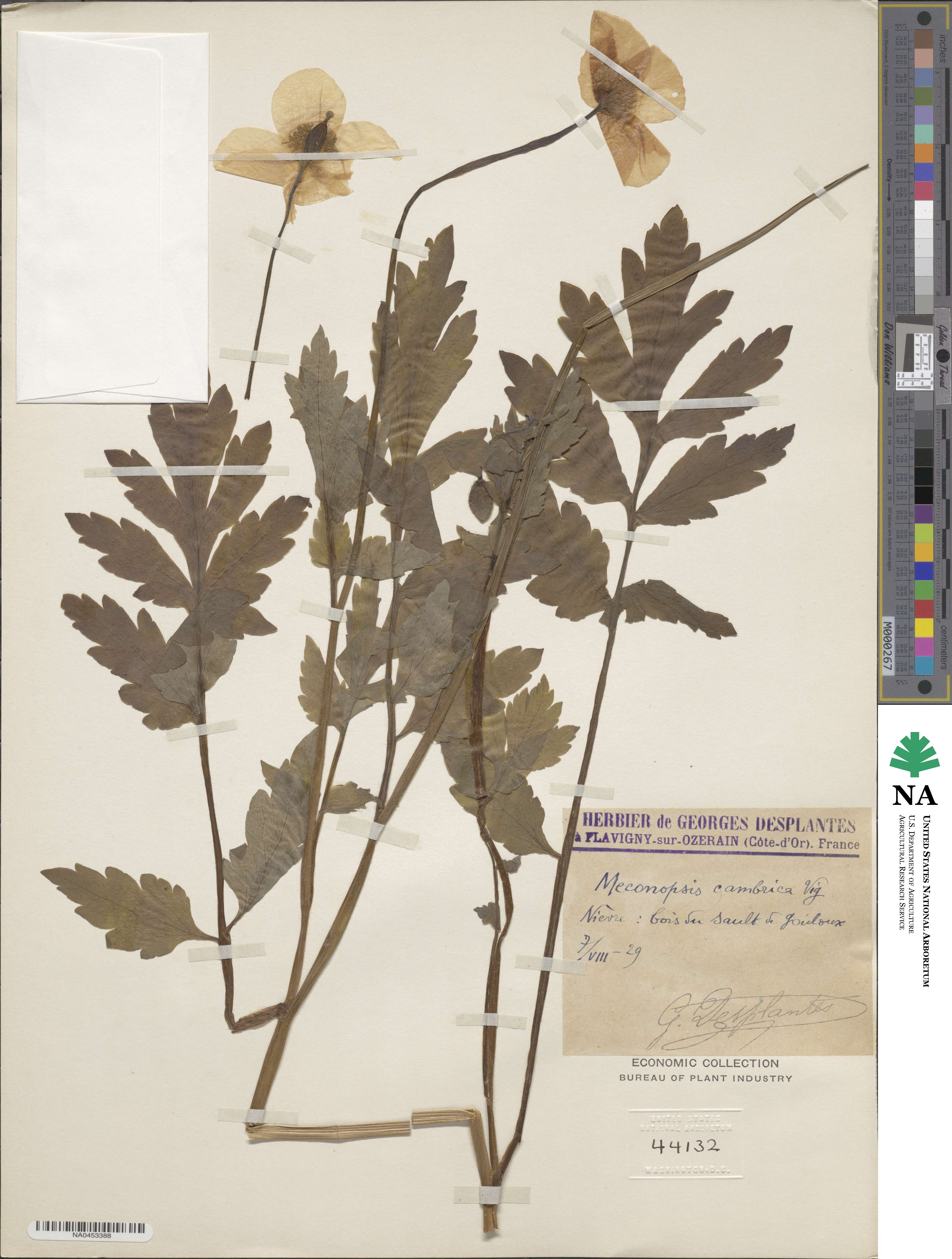 Papaver cambricum image