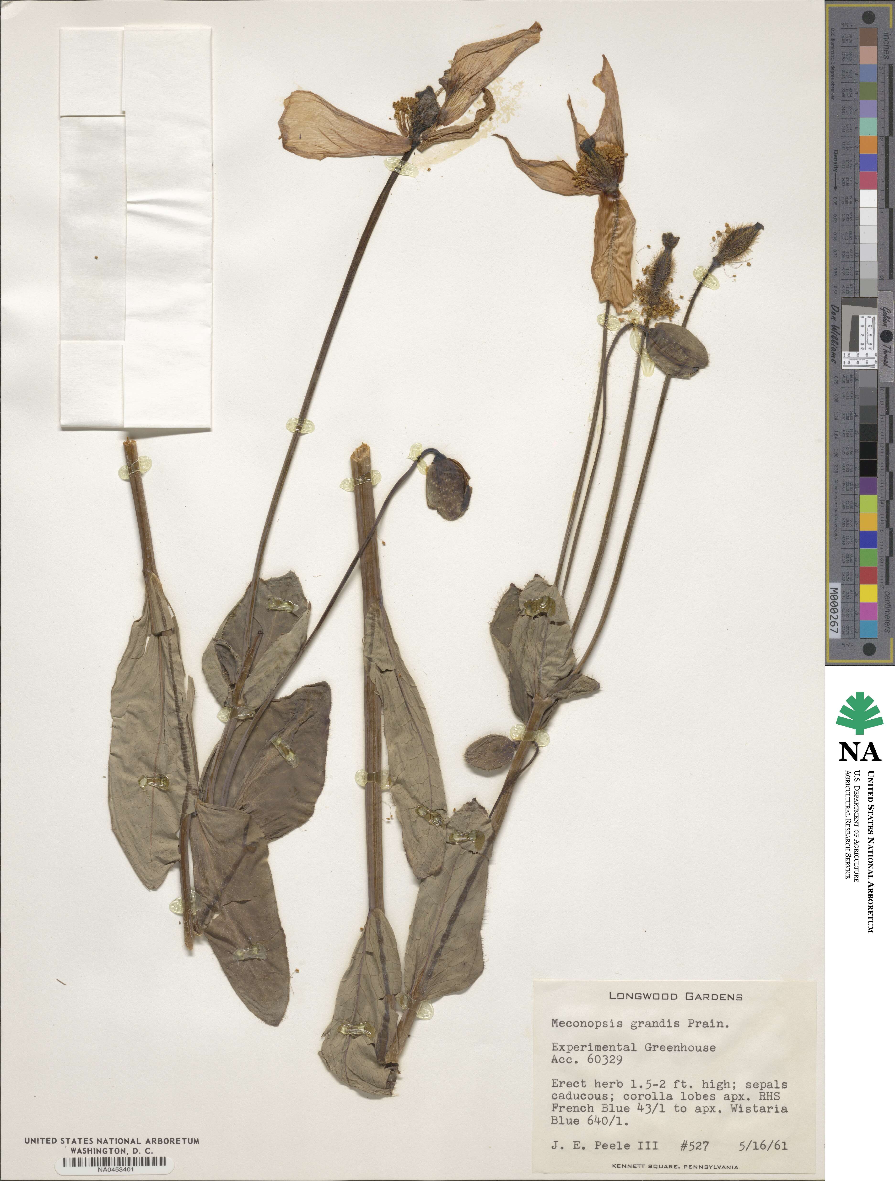Meconopsis grandis image