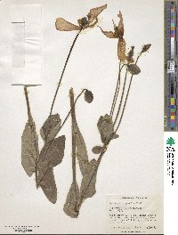 Image of Meconopsis grandis