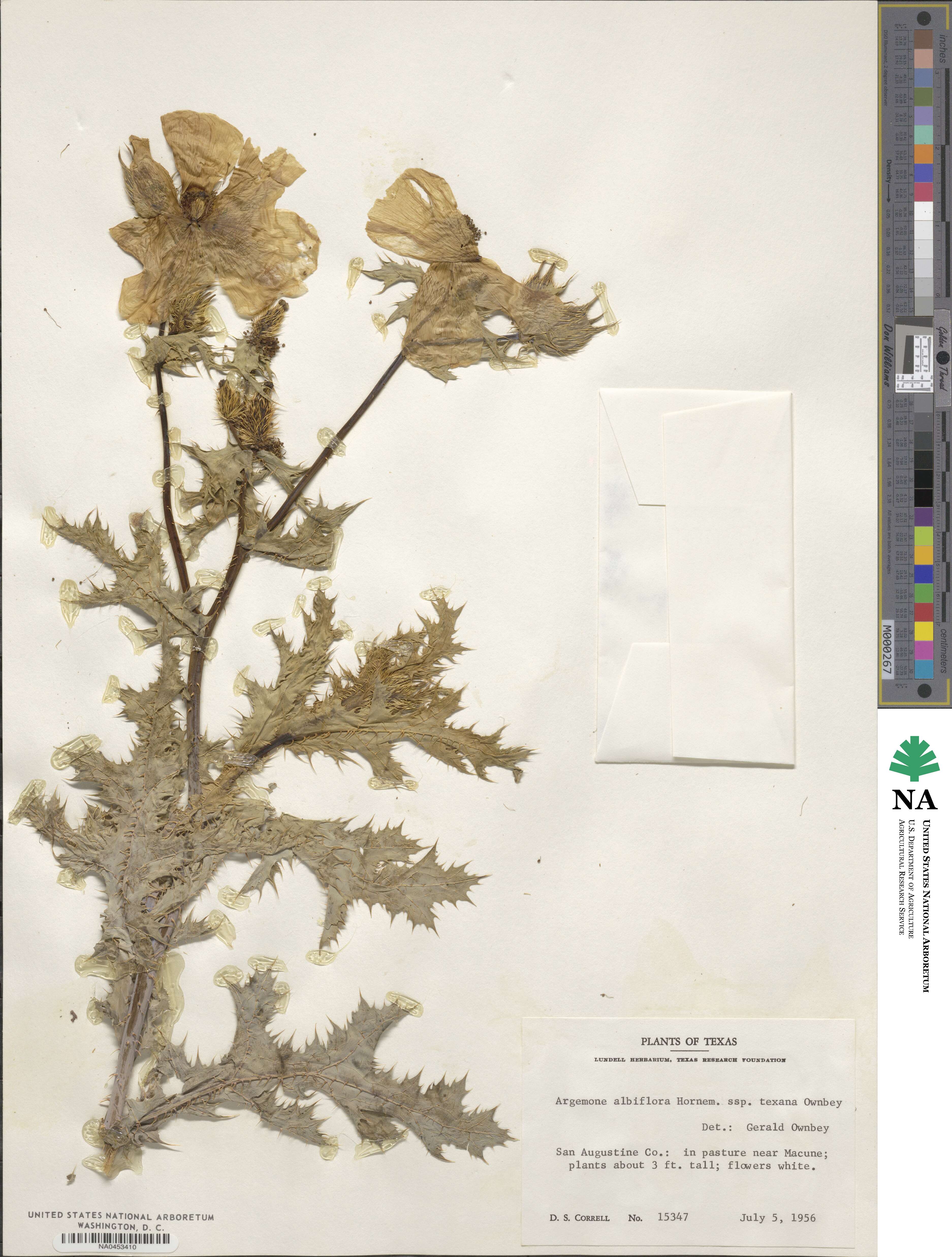 Argemone albiflora subsp. texana image