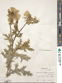 Argemone albiflora subsp. texana image