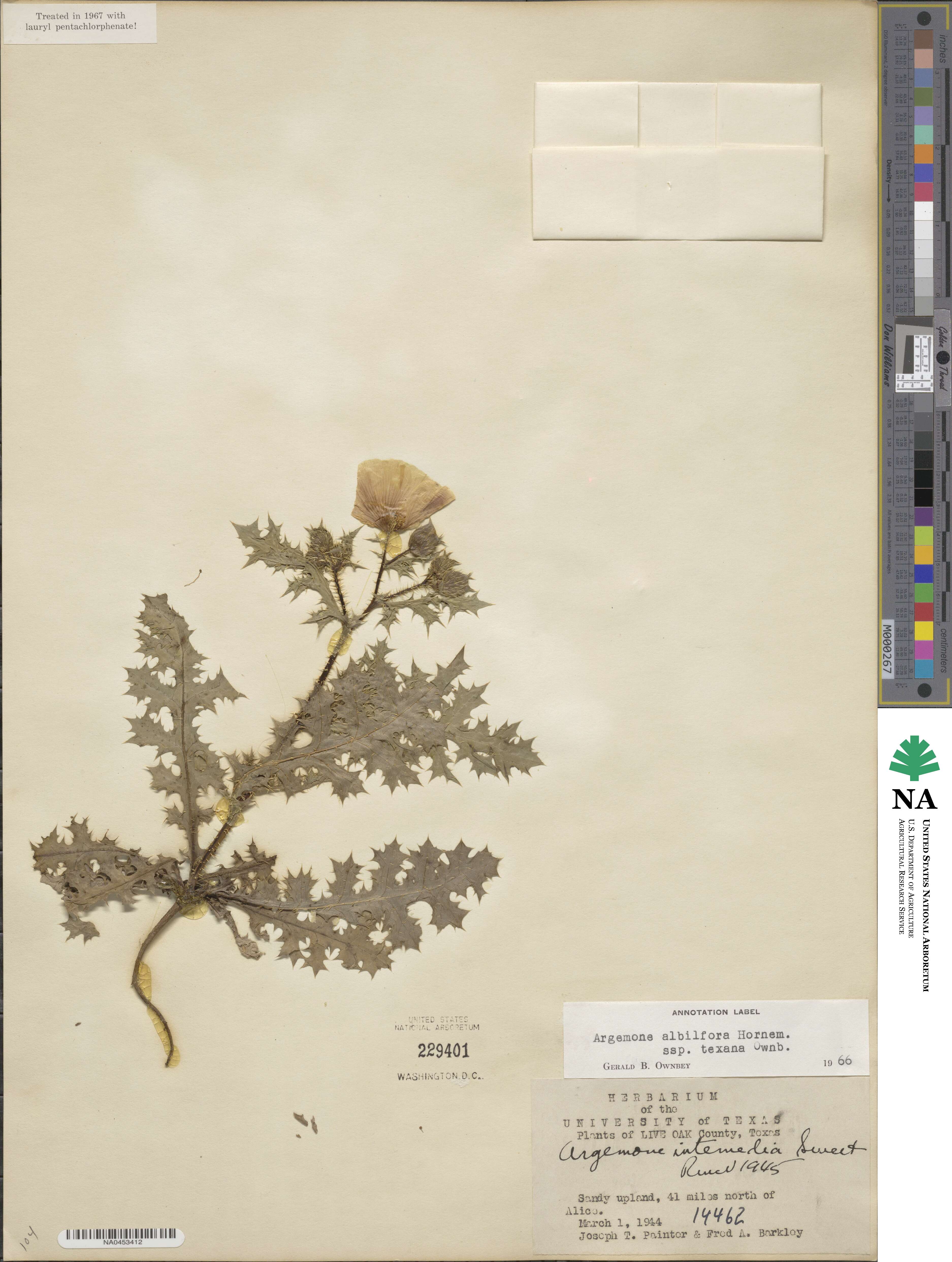 Argemone albiflora subsp. texana image