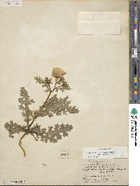 Argemone albiflora subsp. texana image