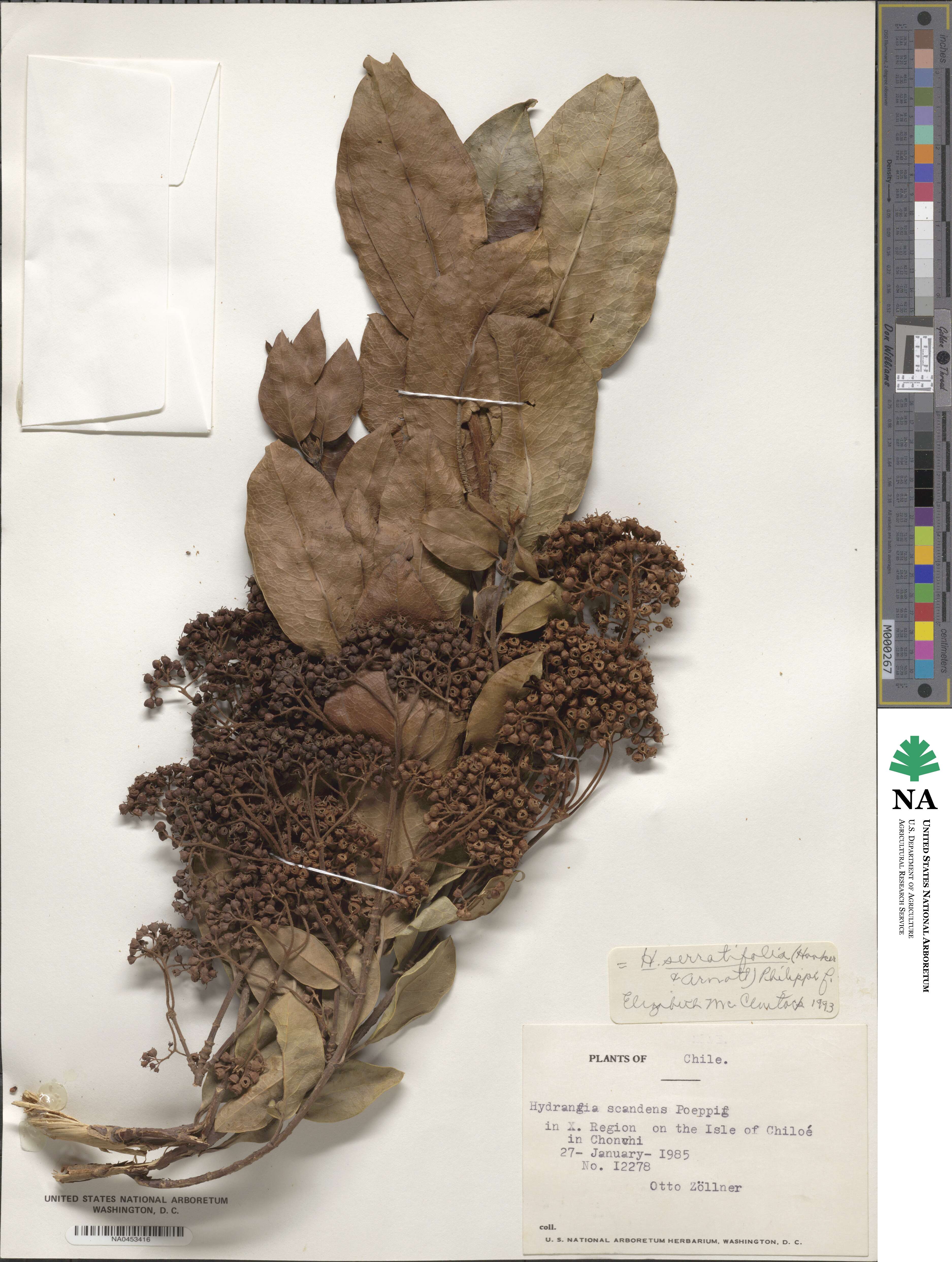 Hydrangea serratifolia image