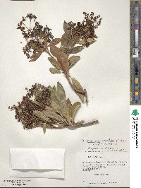 Hydrangea serratifolia image