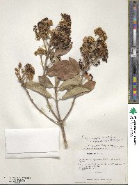 Hydrangea serratifolia image