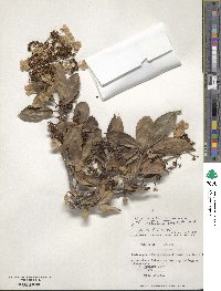 Hydrangea serratifolia image