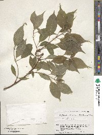 Hydrangea serrata image