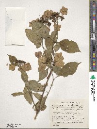 Hydrangea serrata image