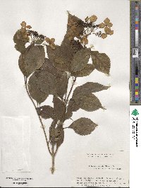 Hydrangea serrata image