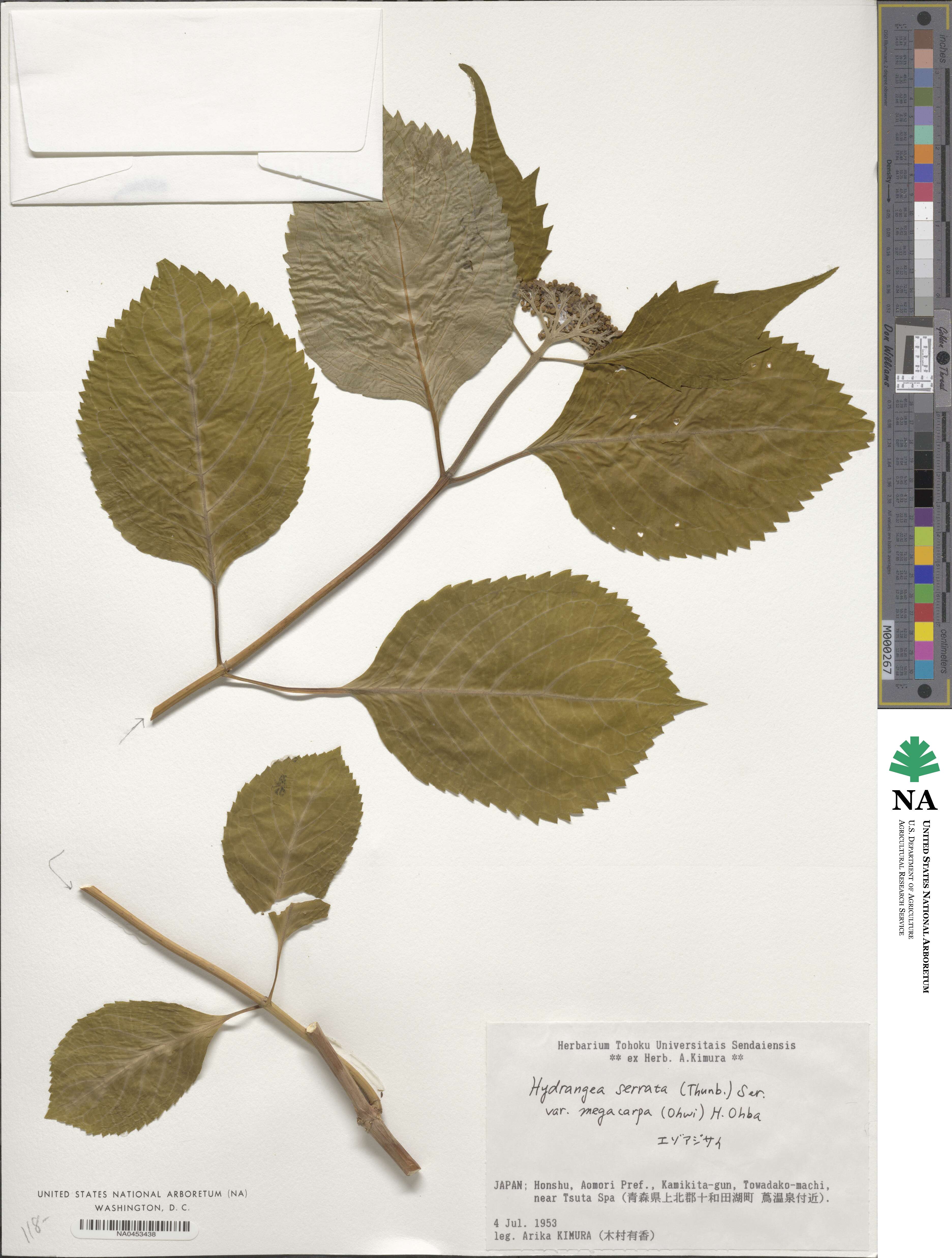 Hydrangea serrata image