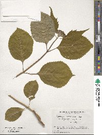 Hydrangea serrata image