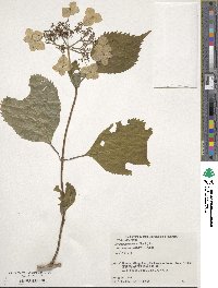 Hydrangea serrata image