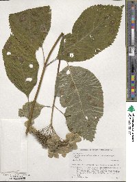 Hydrangea serrata image