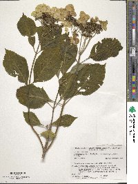 Hydrangea serrata image